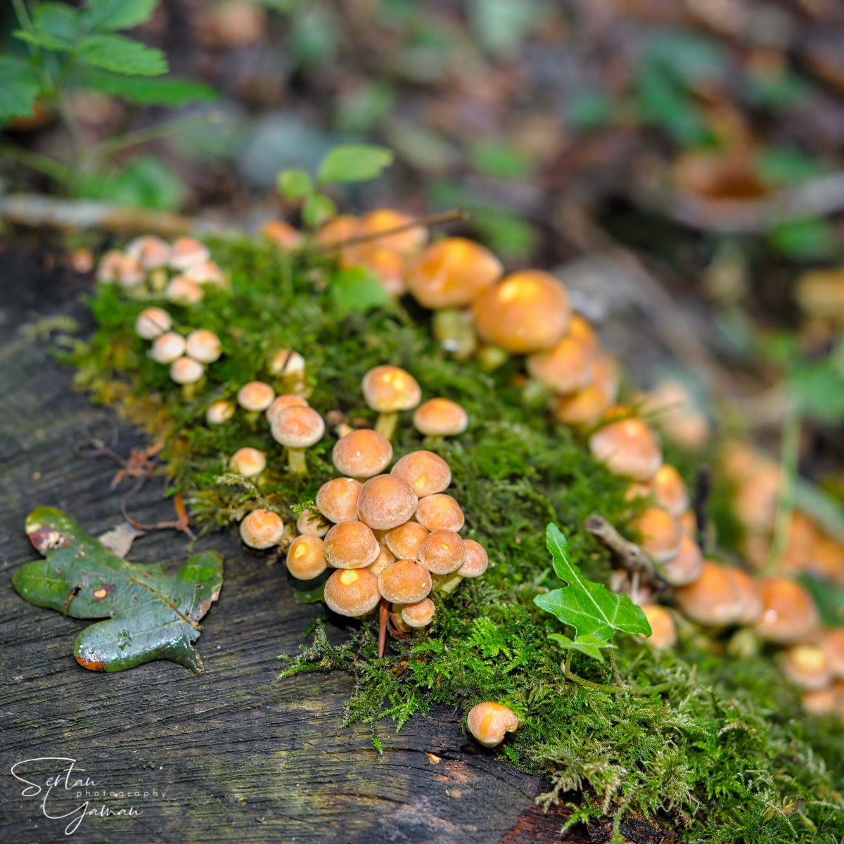 Hypholoma mushrooms