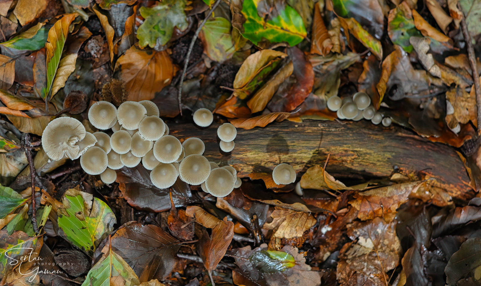 Tree trunk mushrooms