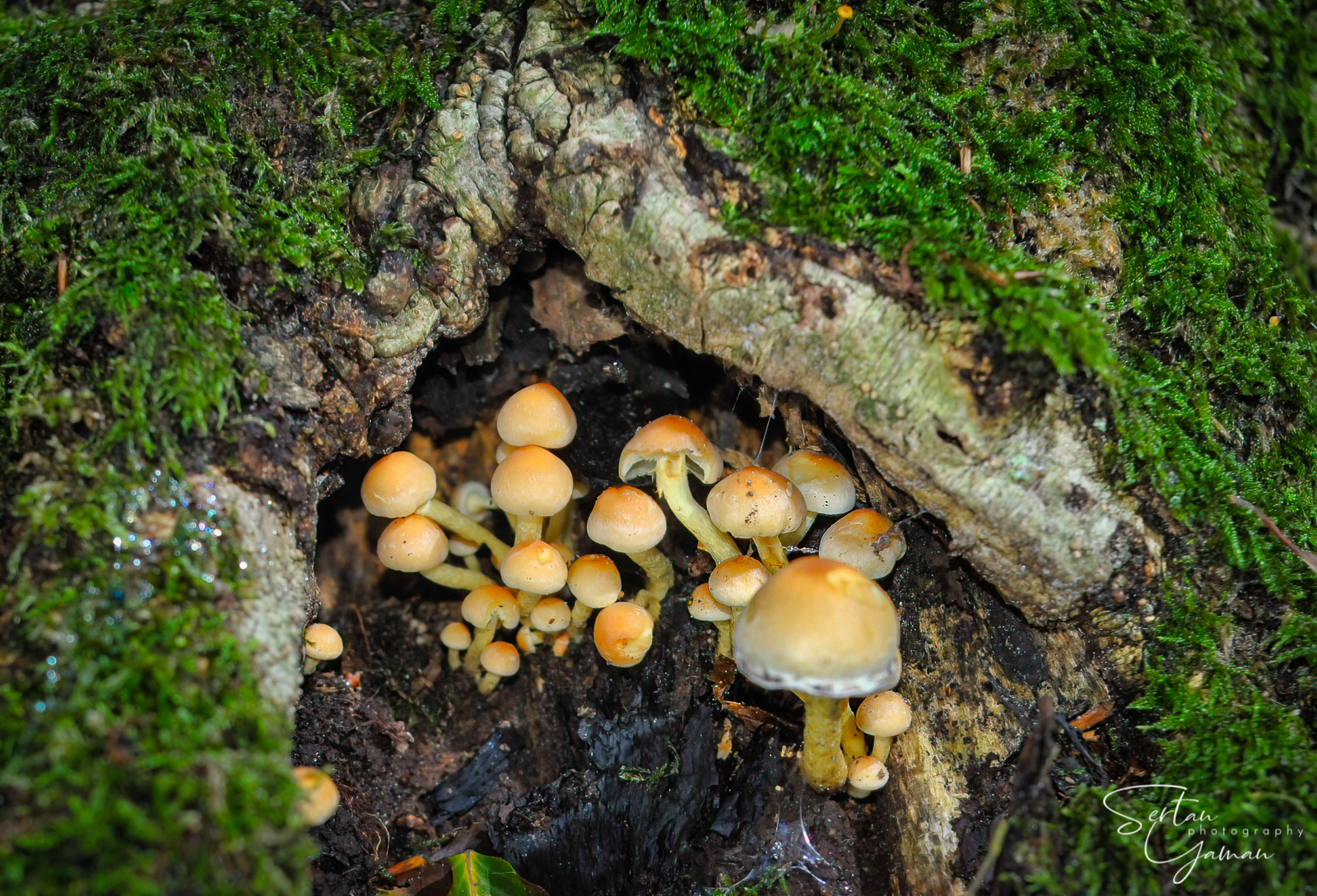 Hypholoma mushrooms