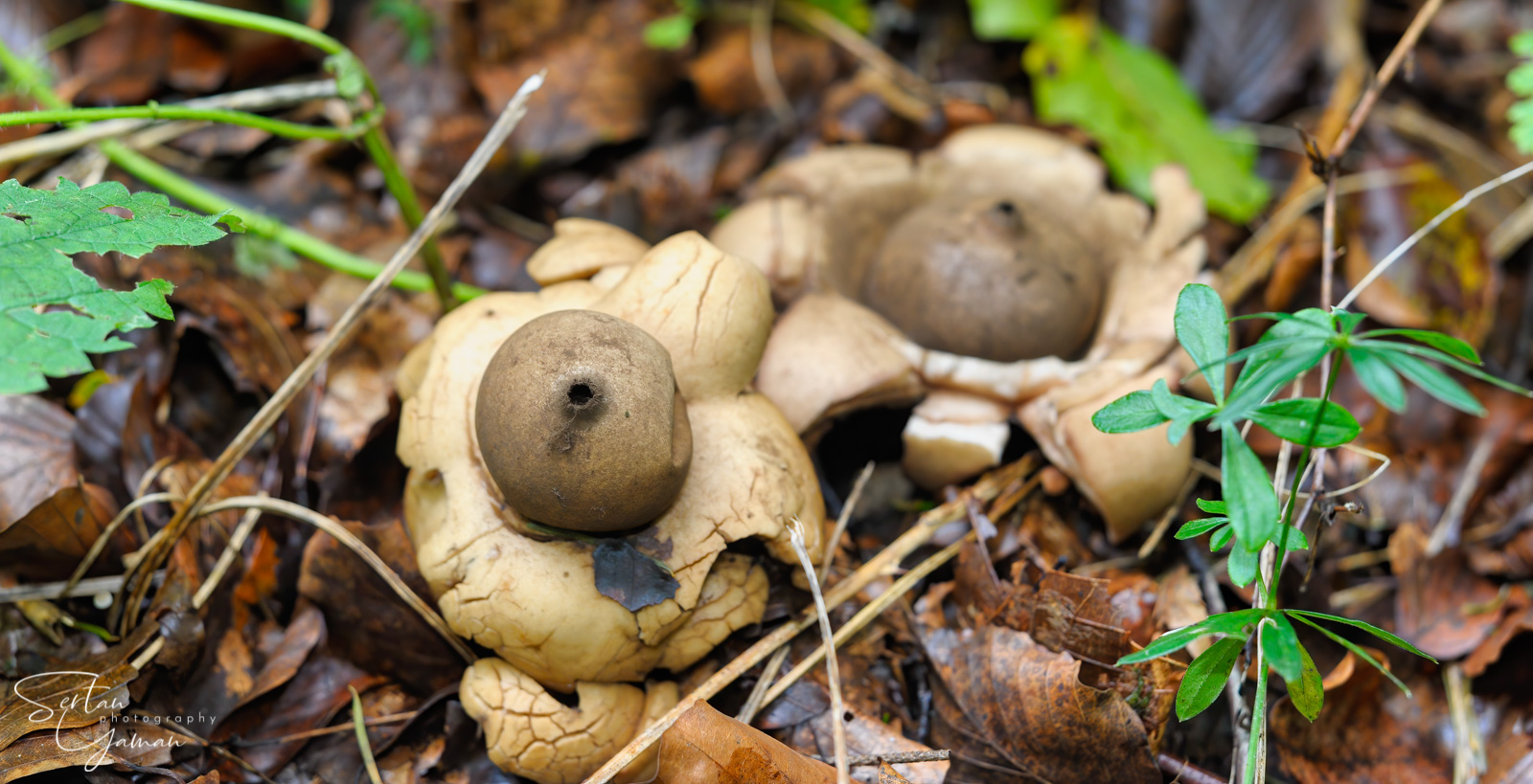 Earth star mushrooms