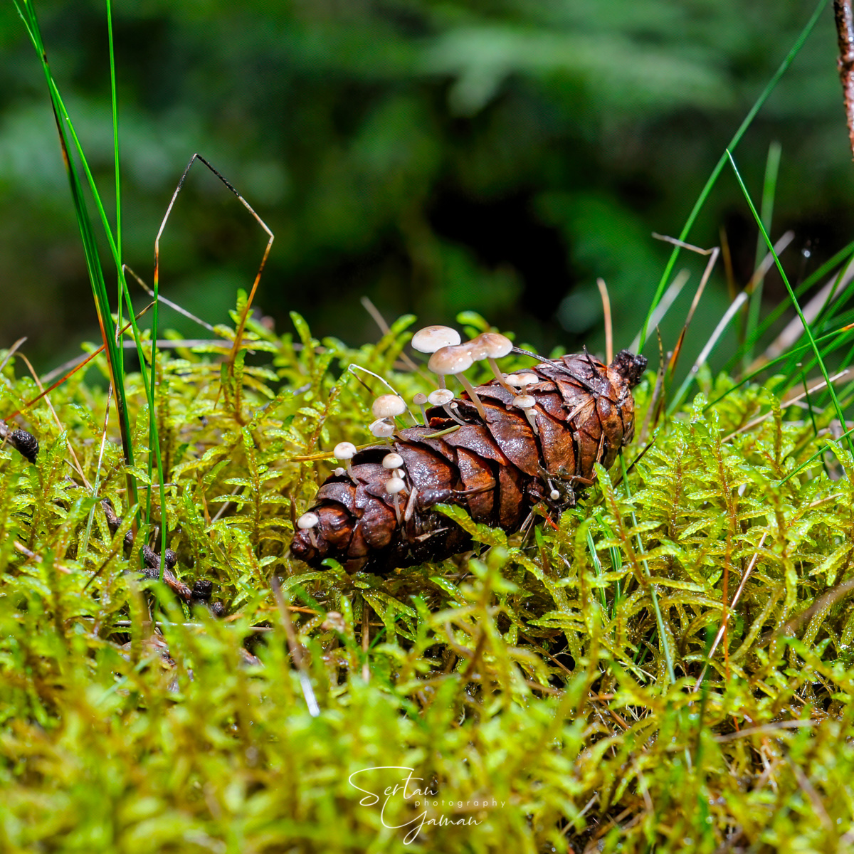 Pinecone mushrooms