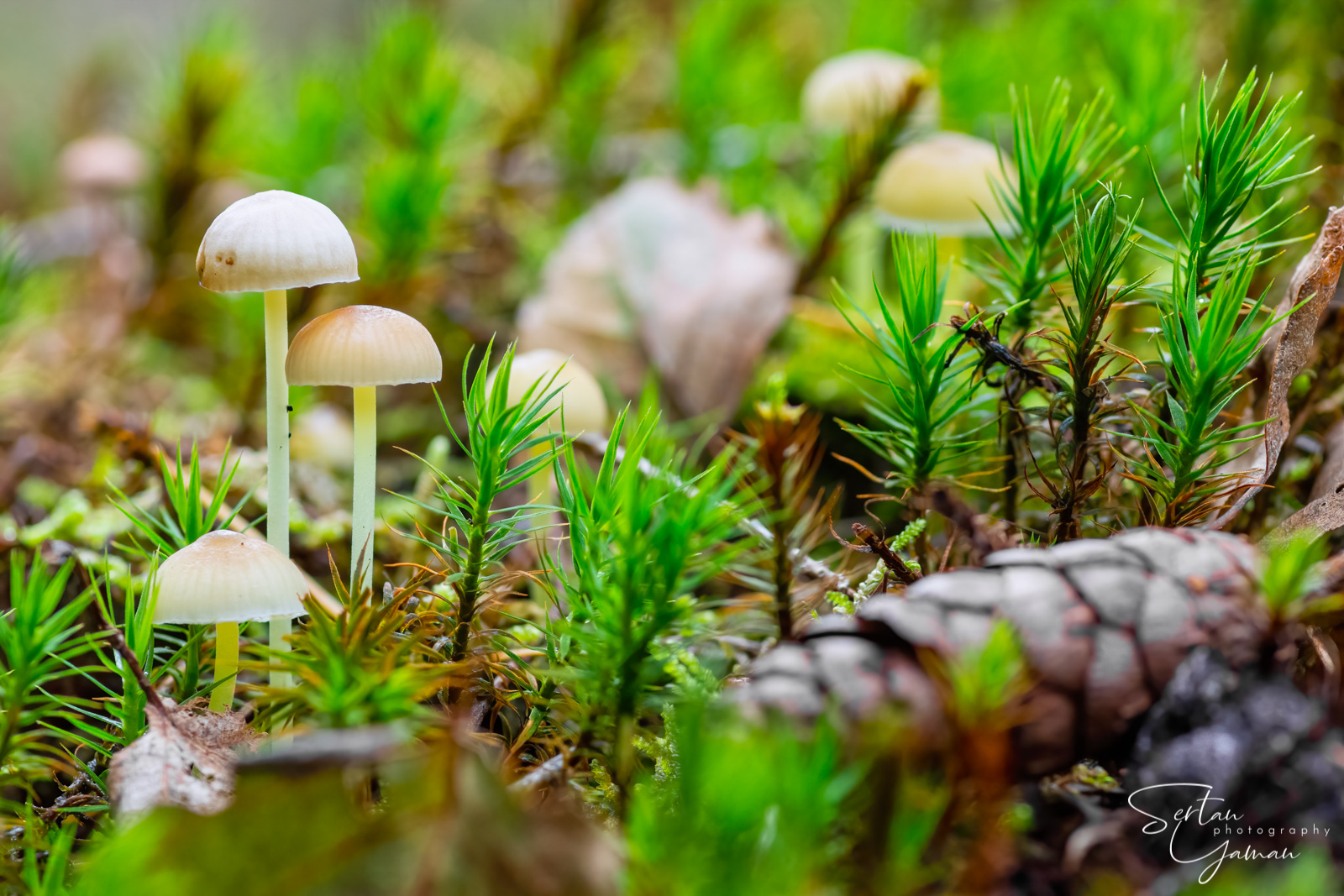 Autumn mushrooms