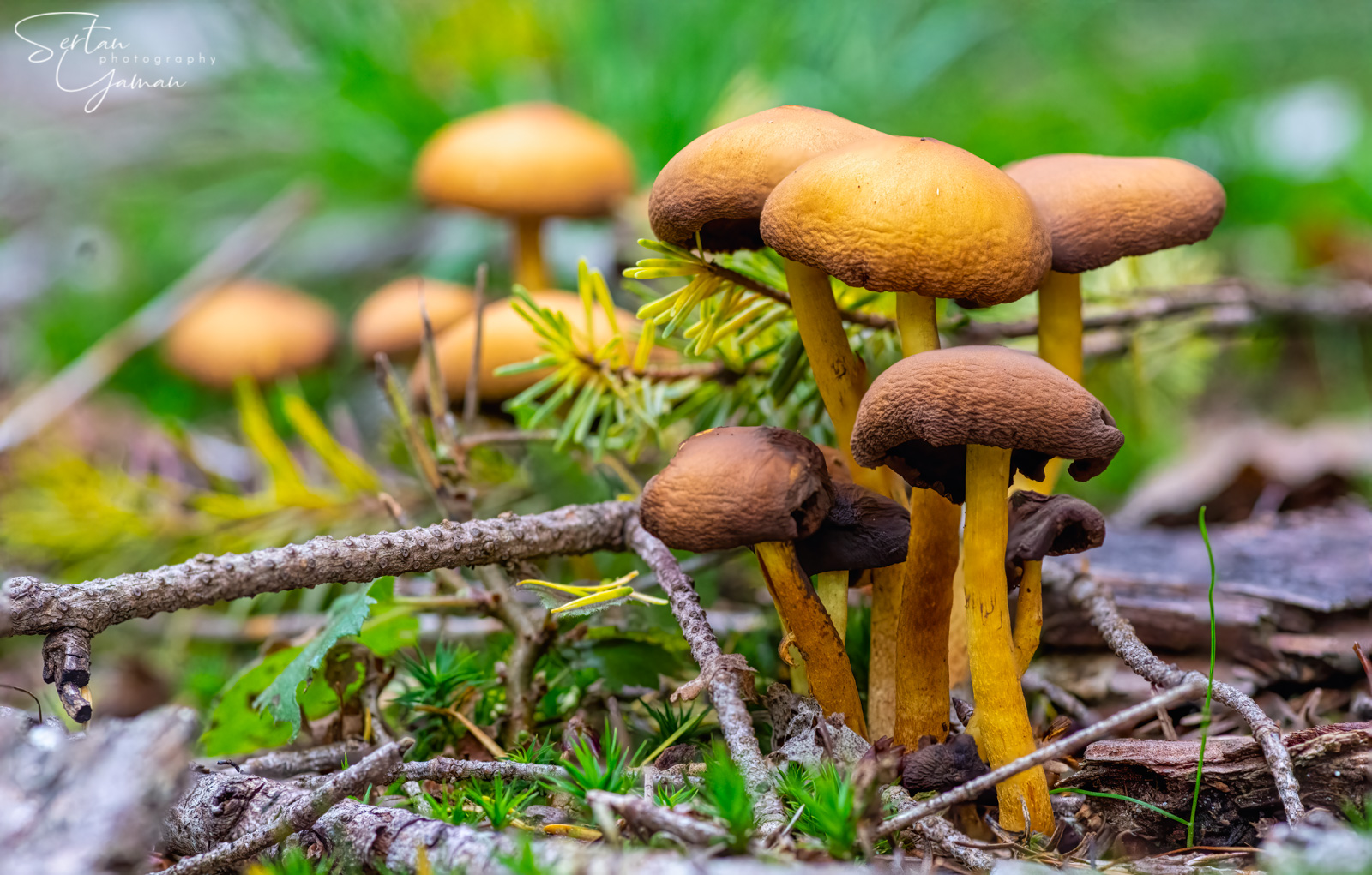 Focus stacked mushroom photo