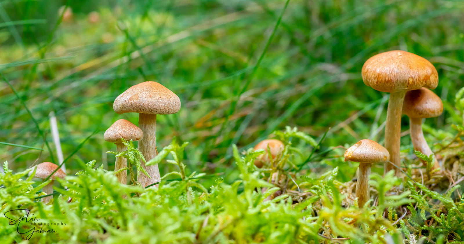Autumn mushrooms
