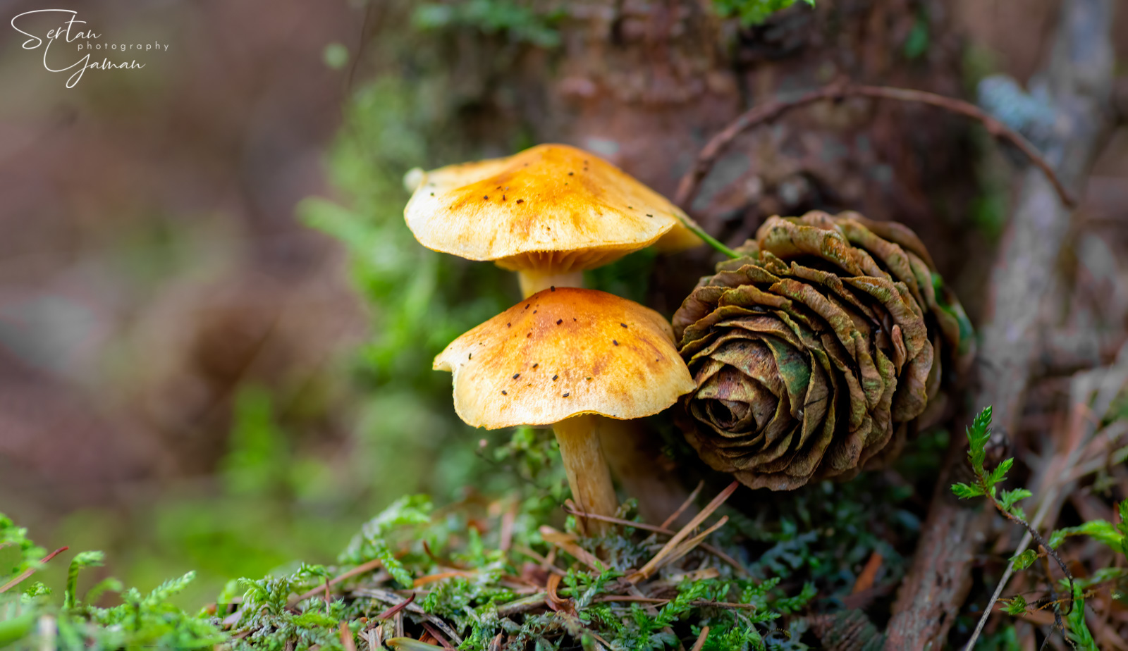 Autumn mushrooms