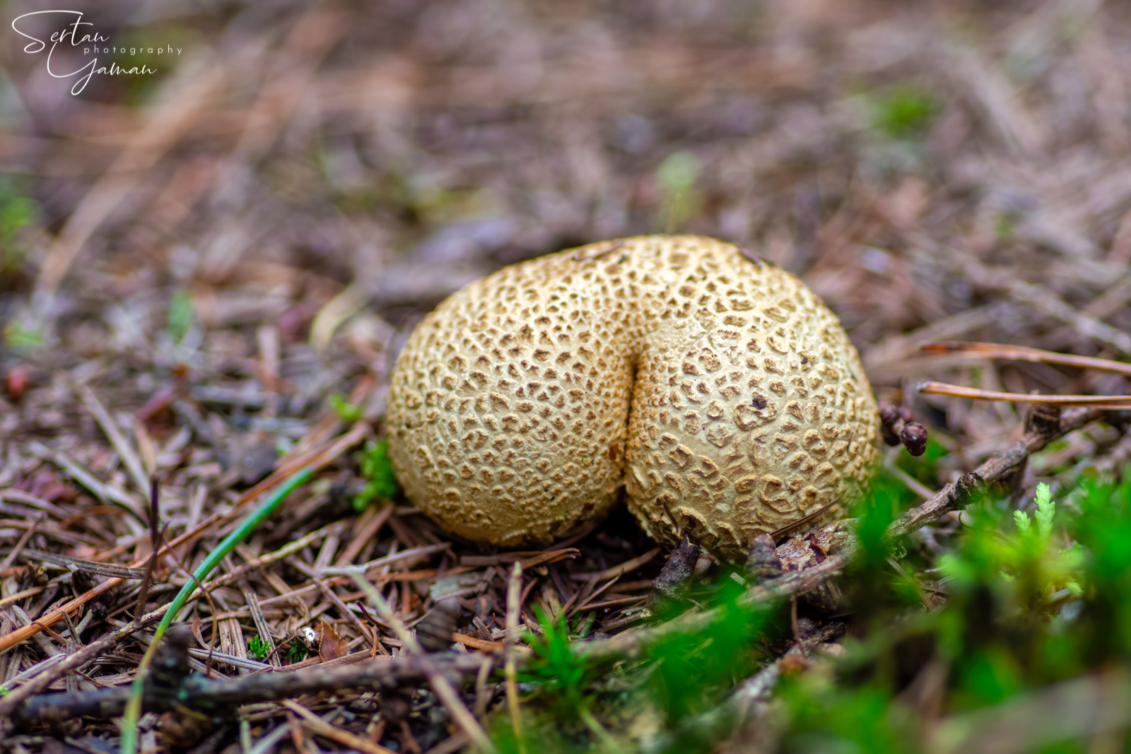 Autumn mushrooms