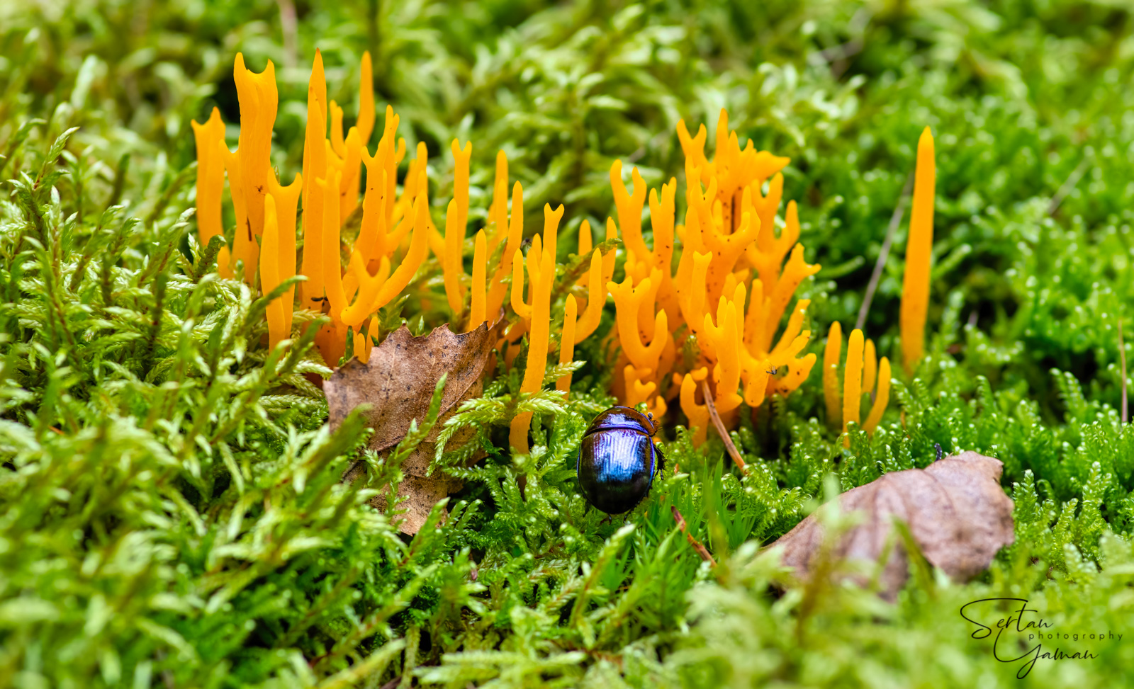 Autumn mushrooms
