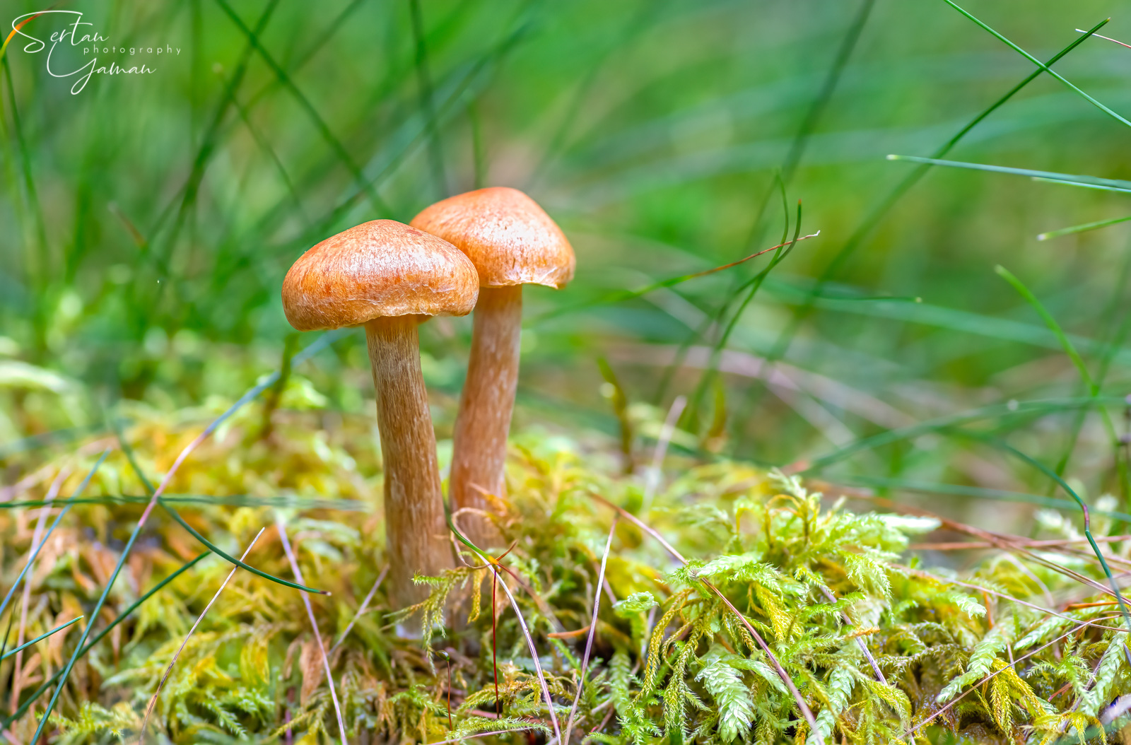 Autumn mushrooms