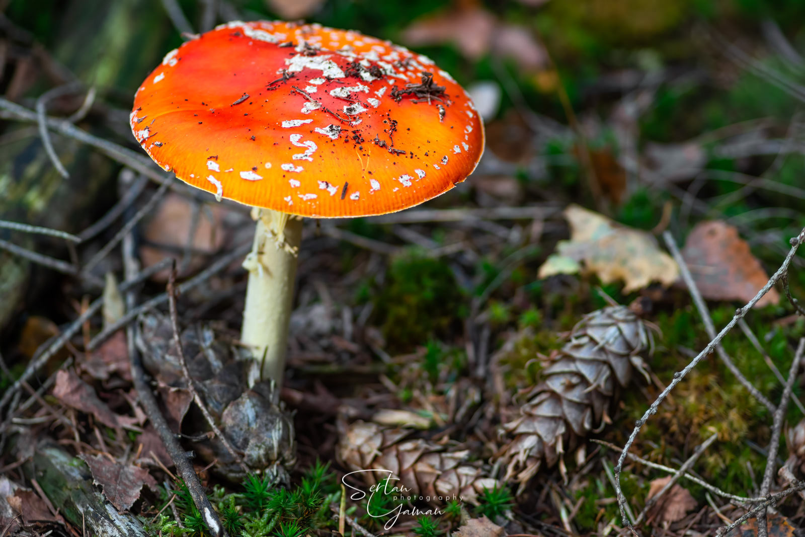 Poisonous amanita muscaria mushroom