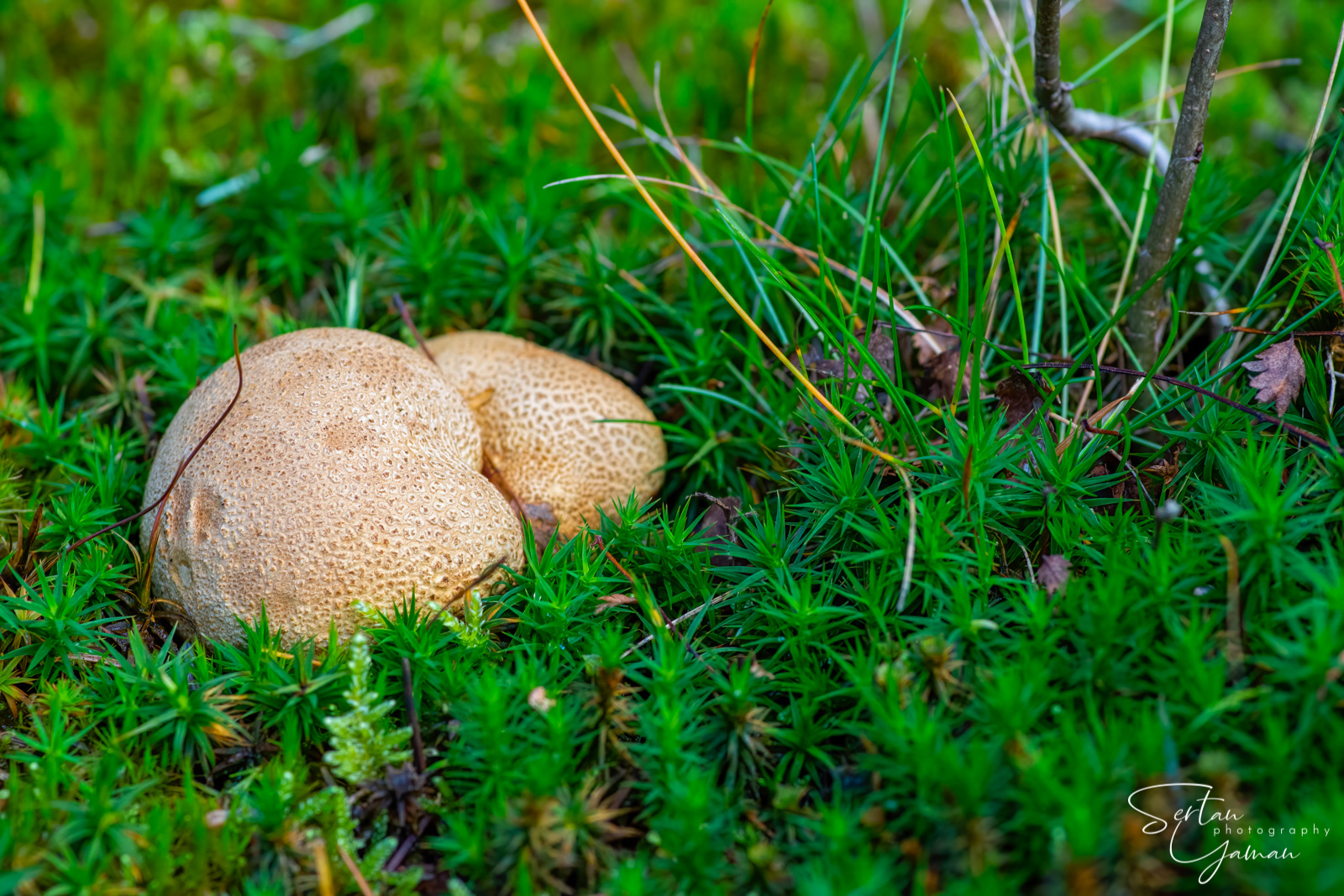 Autumn mushrooms