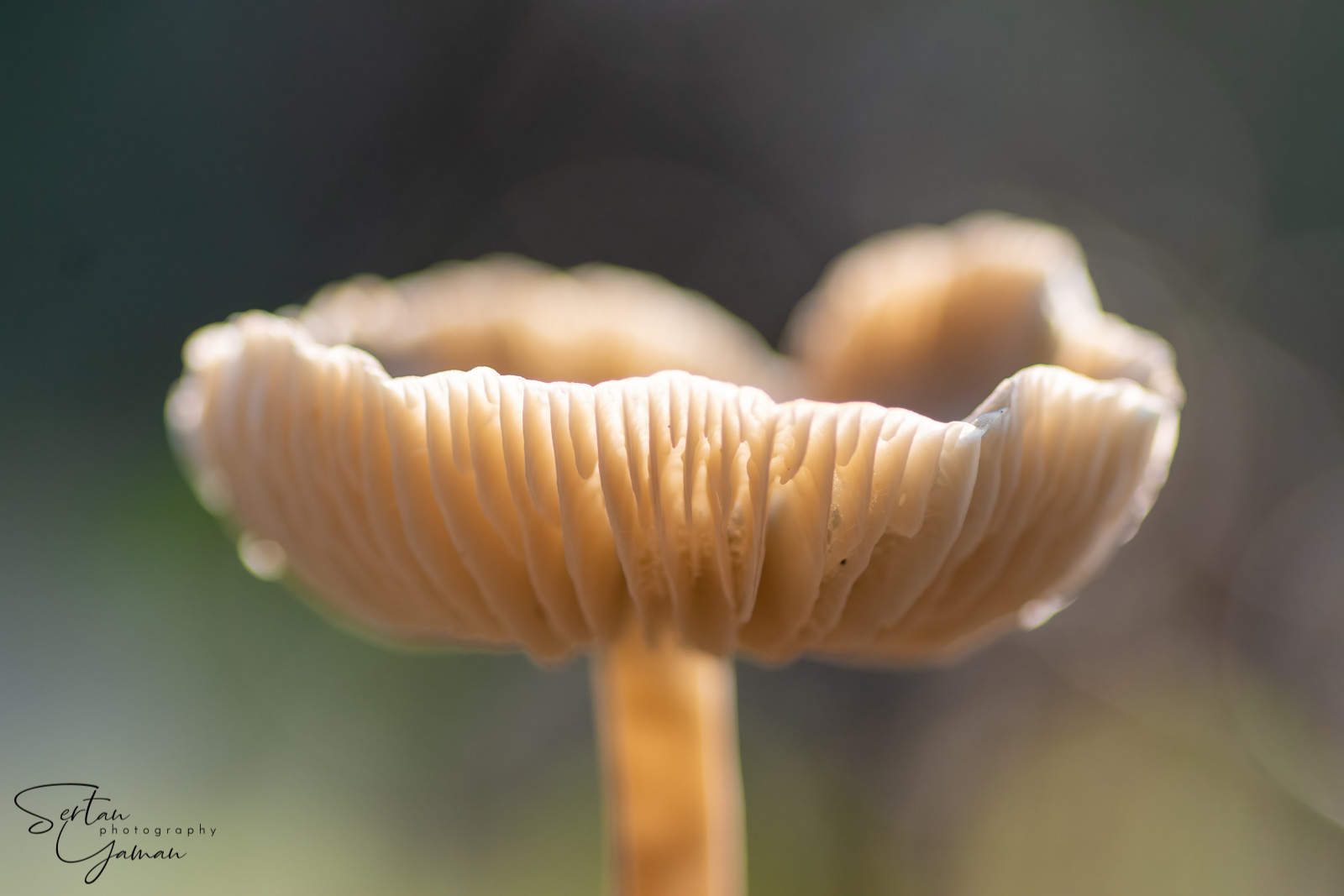 Depth of field mushroom