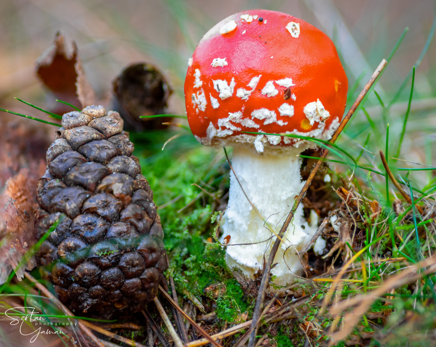 Fresh amanita muscaria mushroom