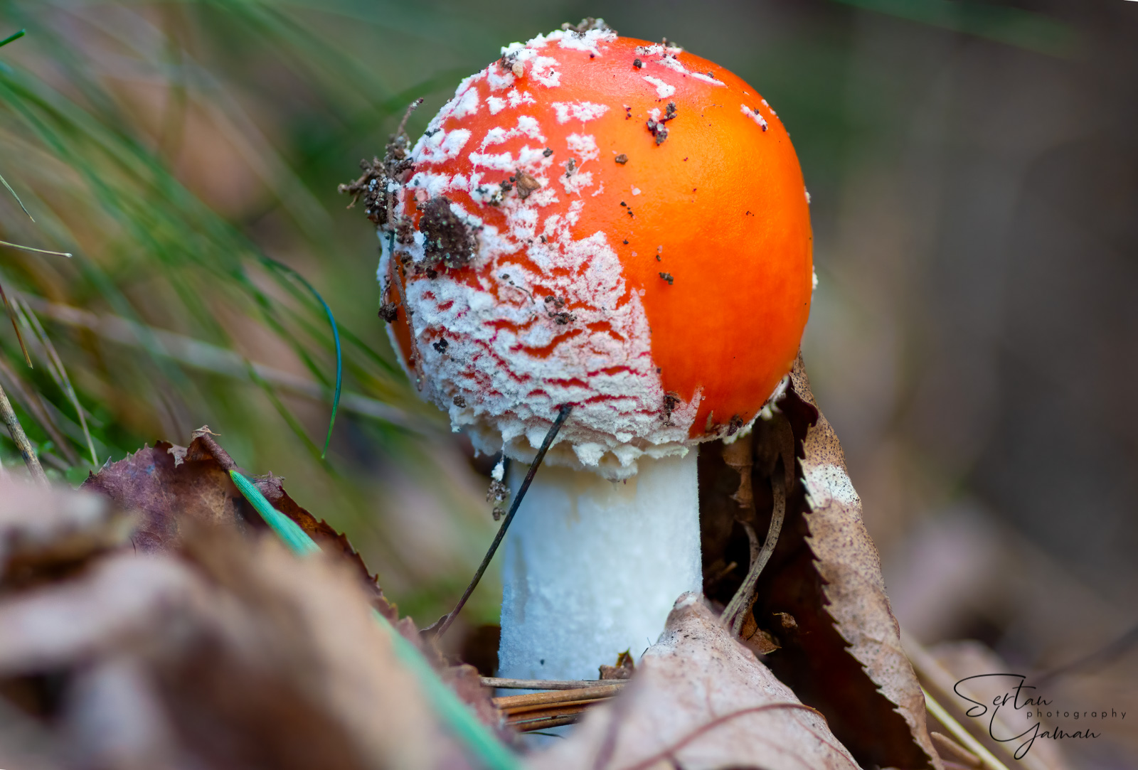 Young amanita muscaria mushroom
