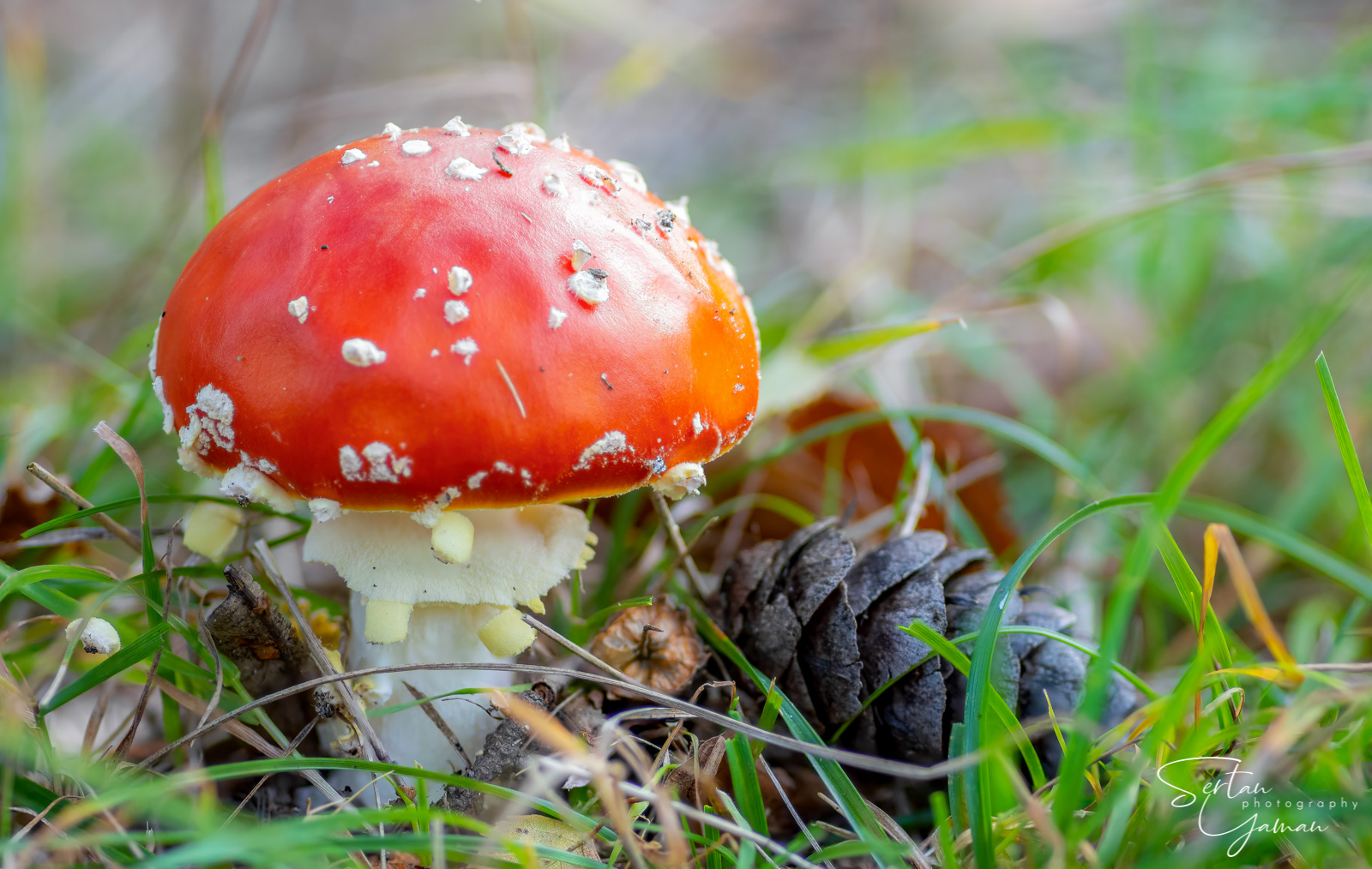 Amanita muscaria