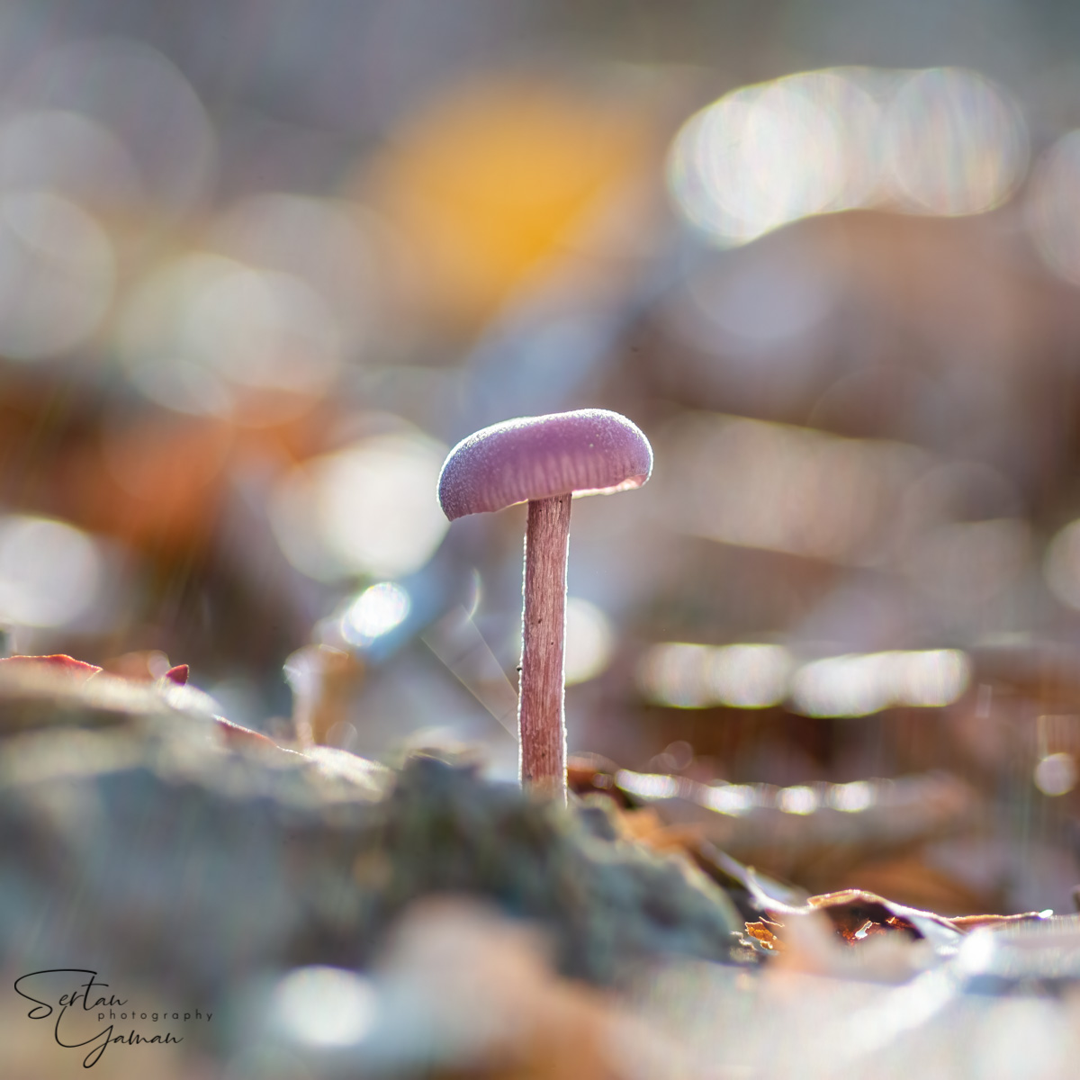 Autumn mushrooms