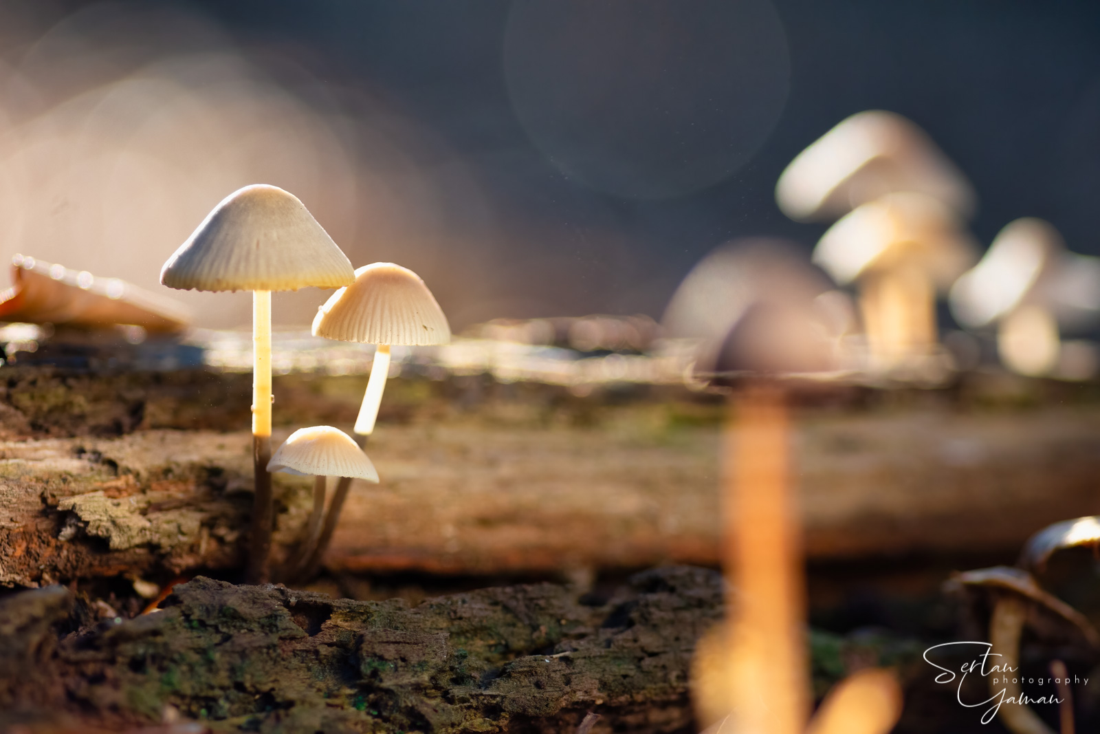 Autumn mushrooms