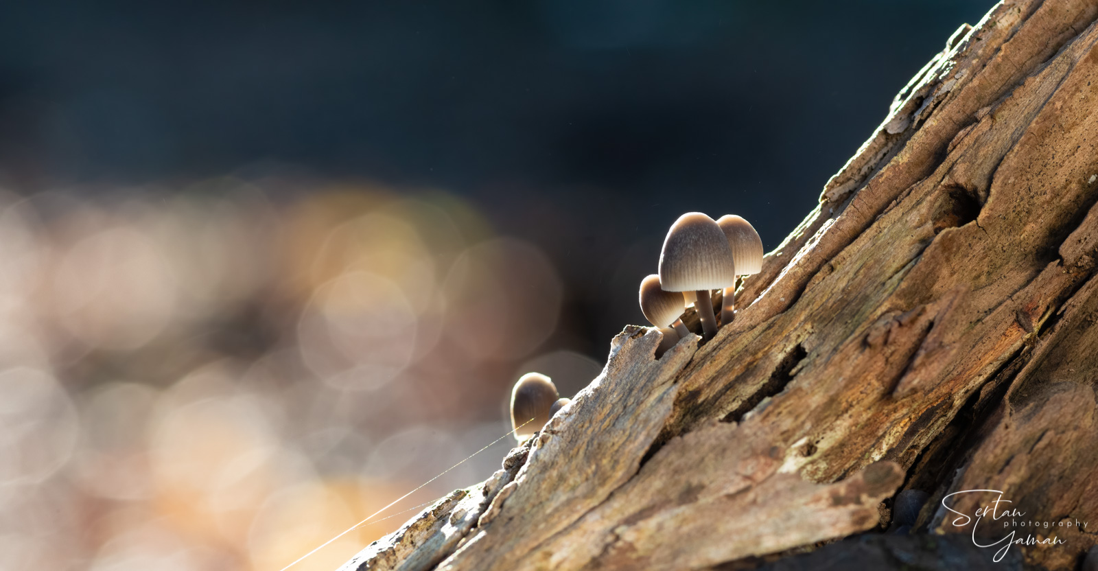 Mushroom with bokeh
