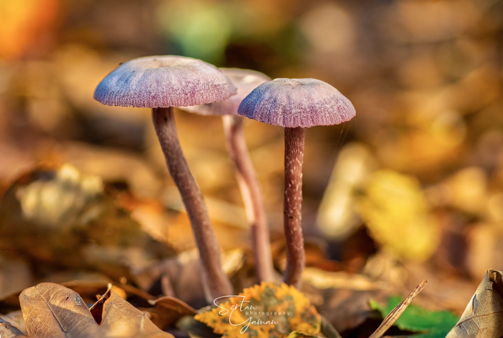 Autumn mushrooms