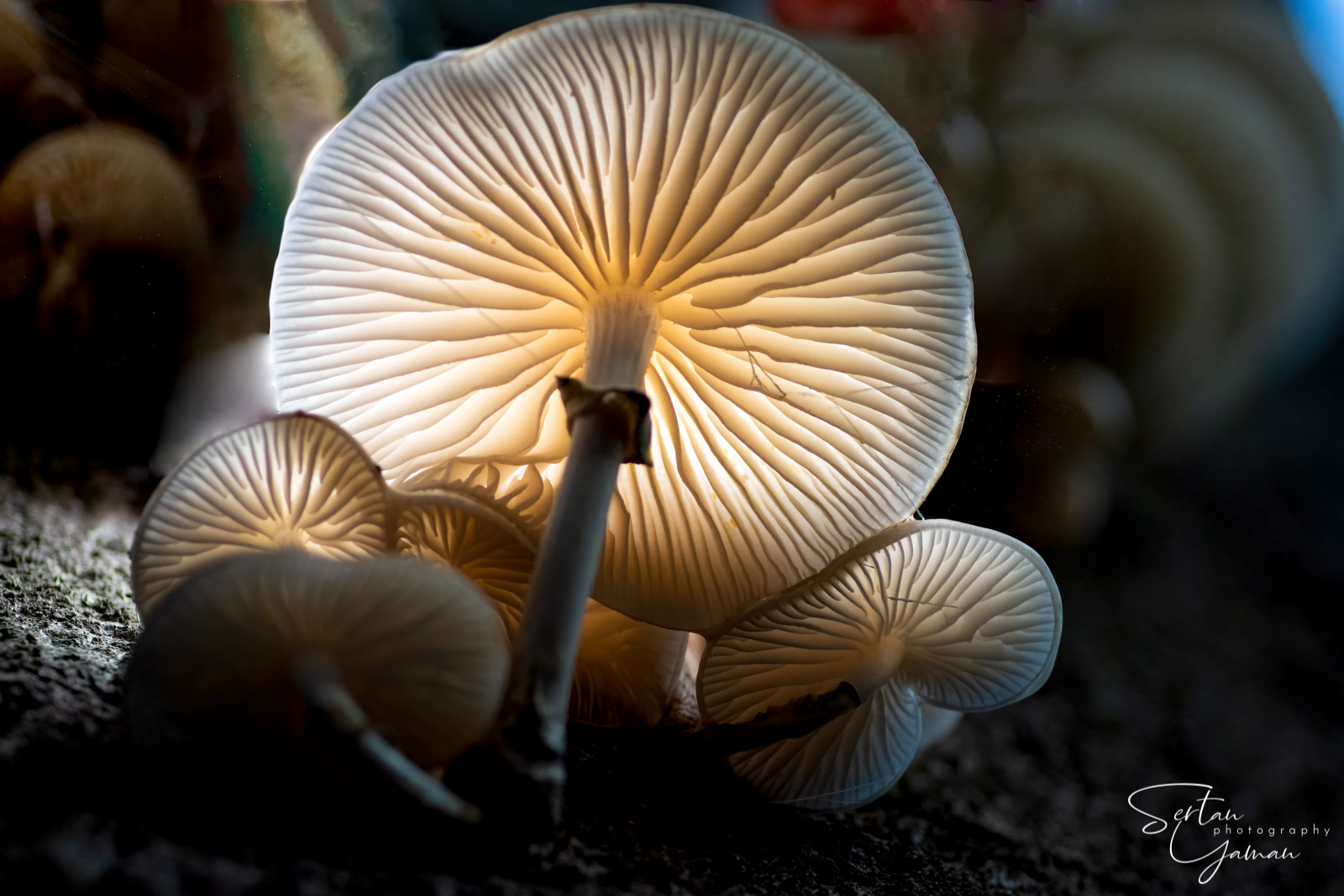 Porcelain fungus on a trunk