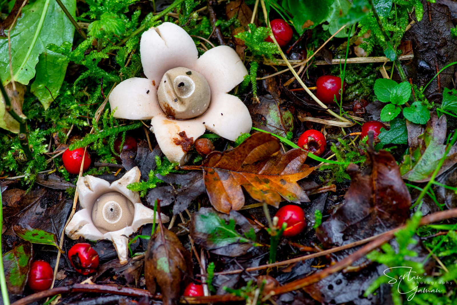 Earth star mushrooms in early autumn