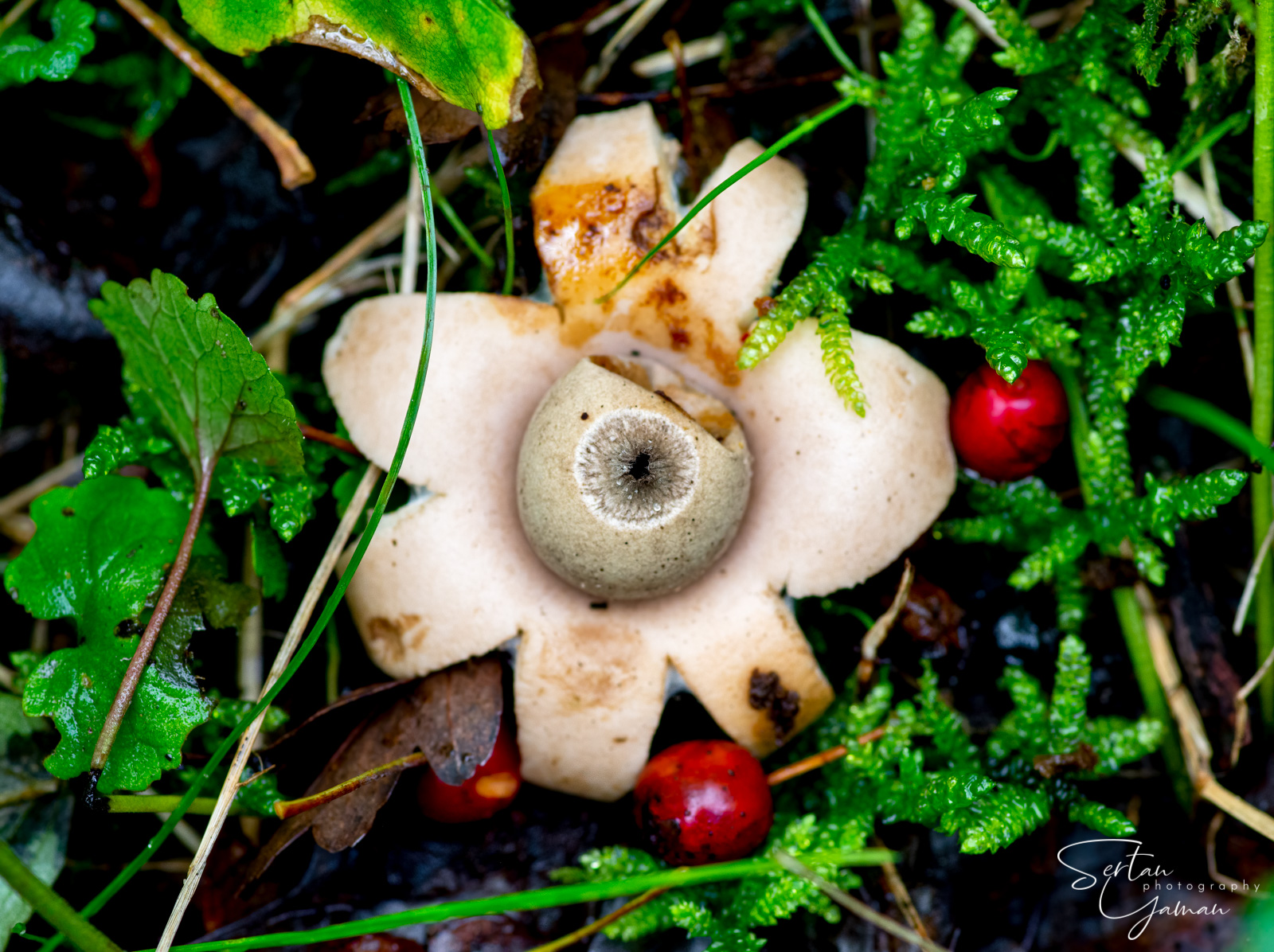 Earthstar mushroom
