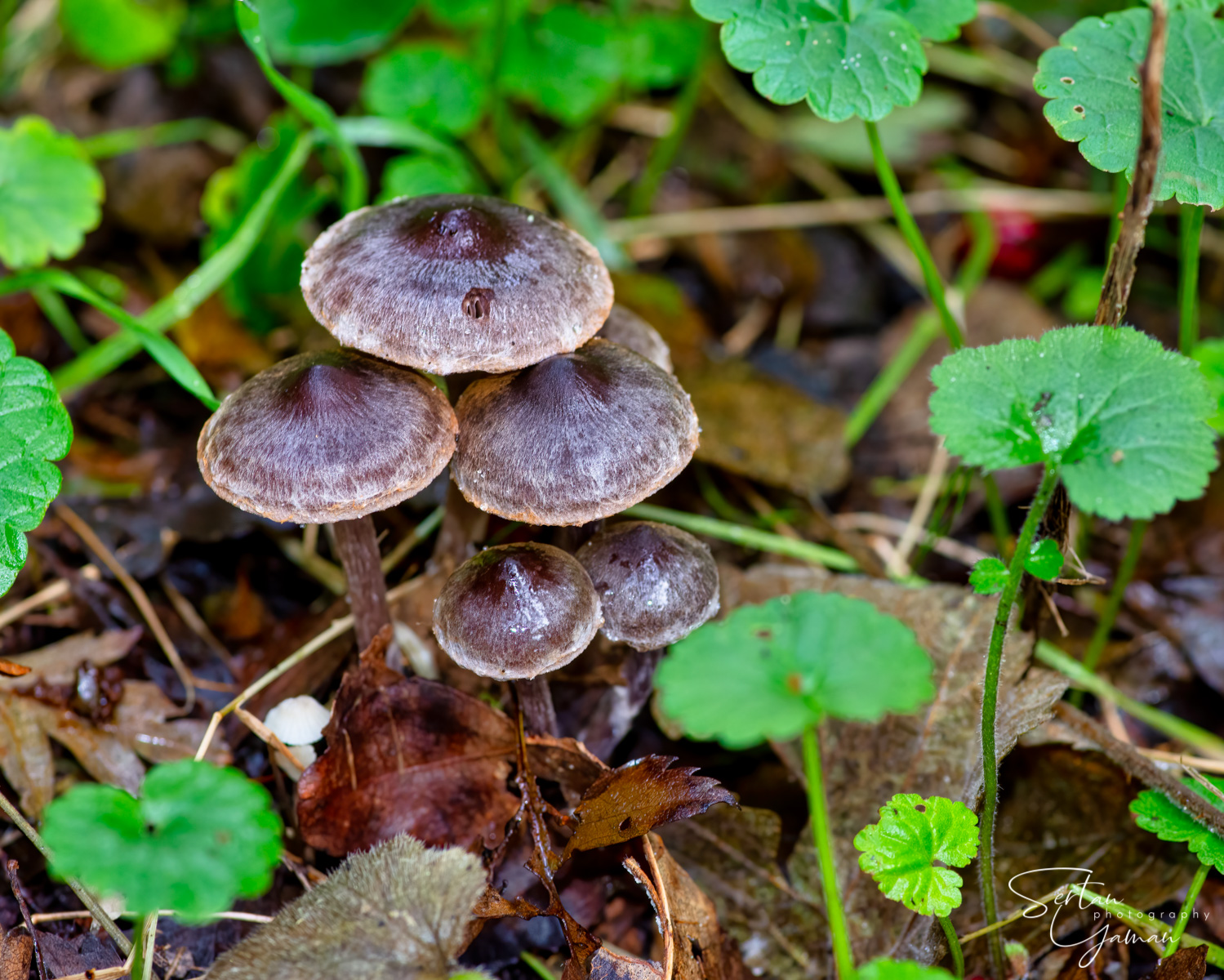 Autumn mushrooms