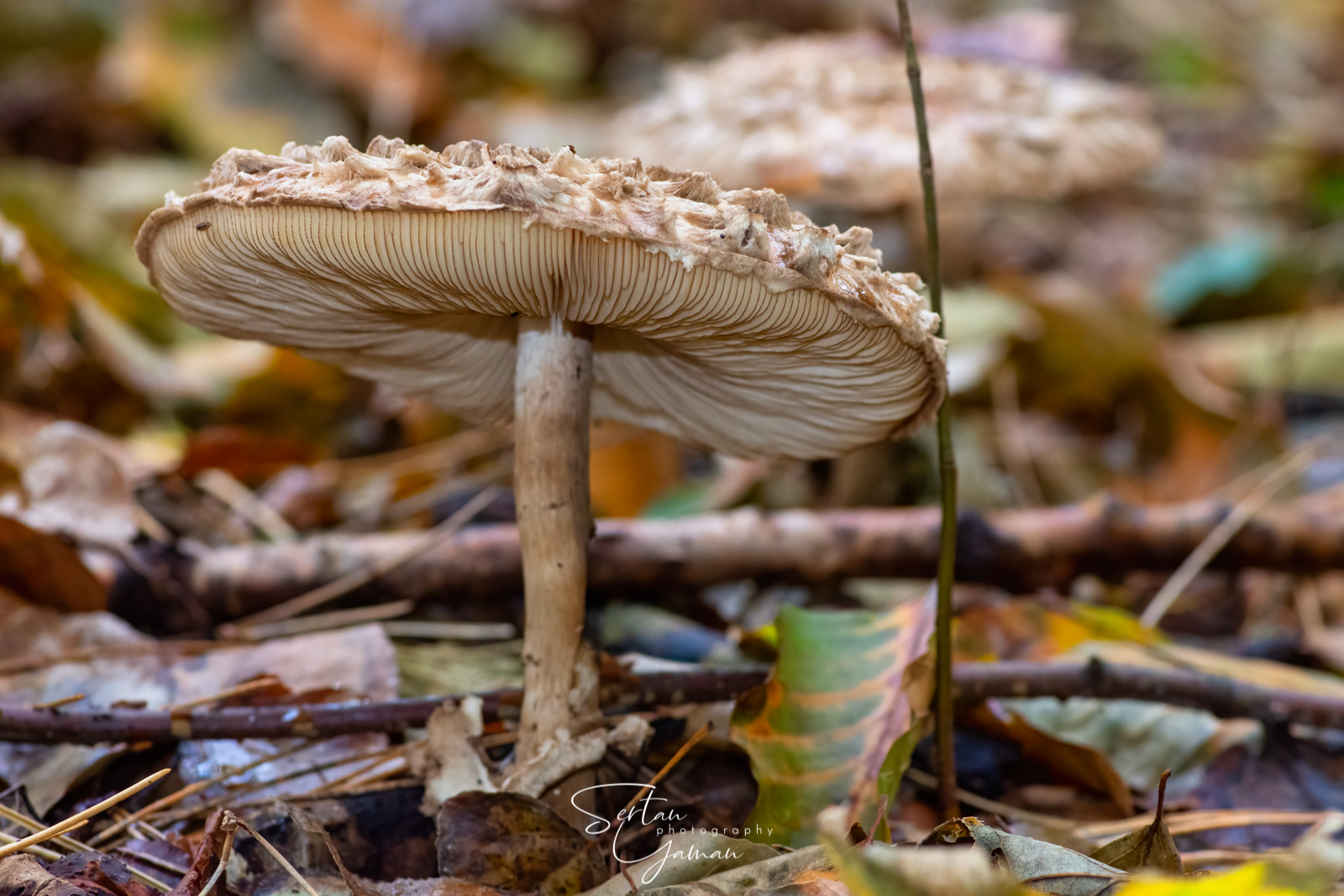 Parasol mushroom grown