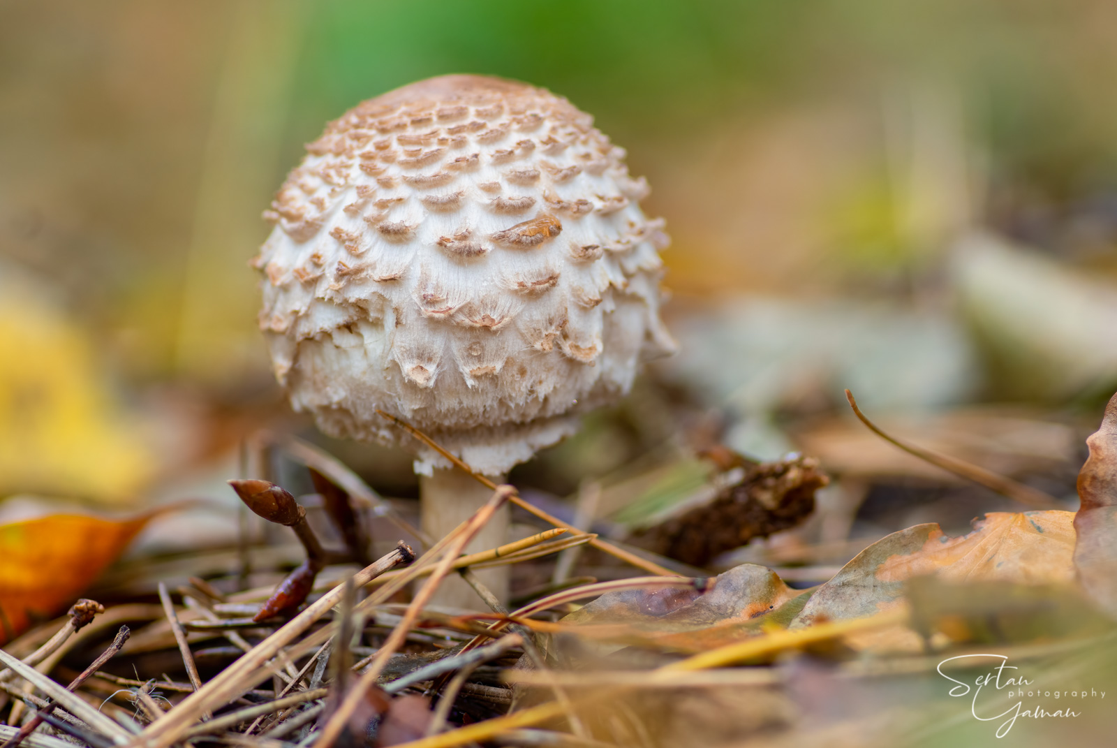 Parasol mushroom newborn