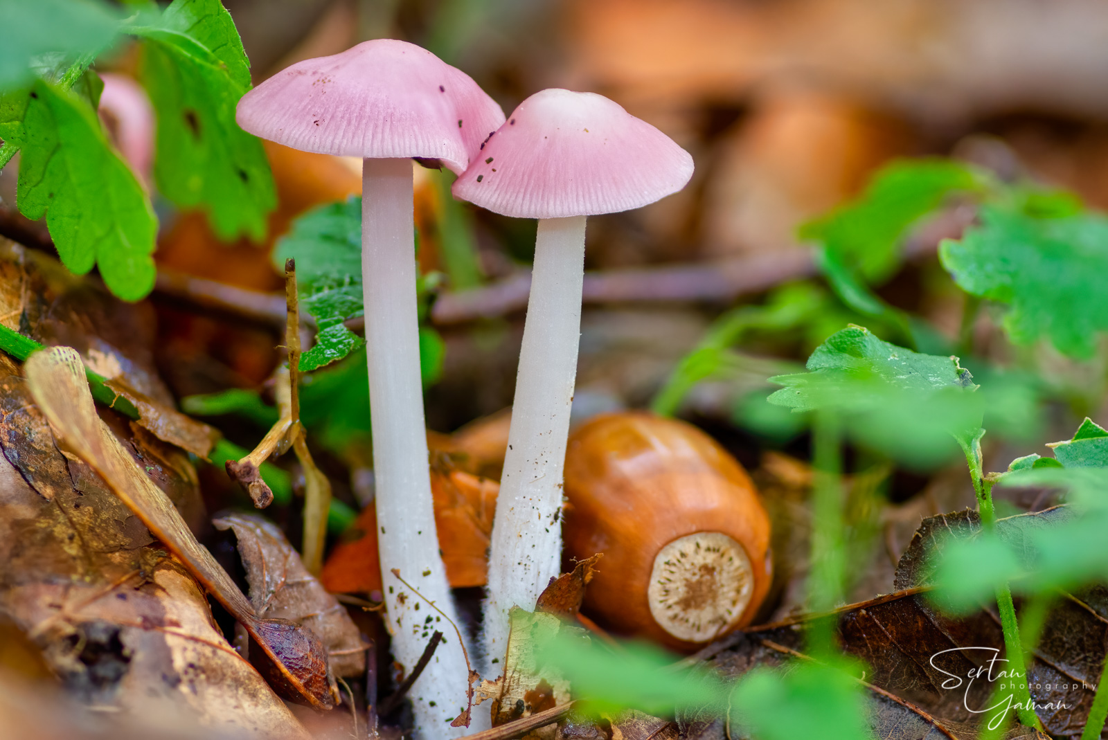 Pink autumn mushrooms