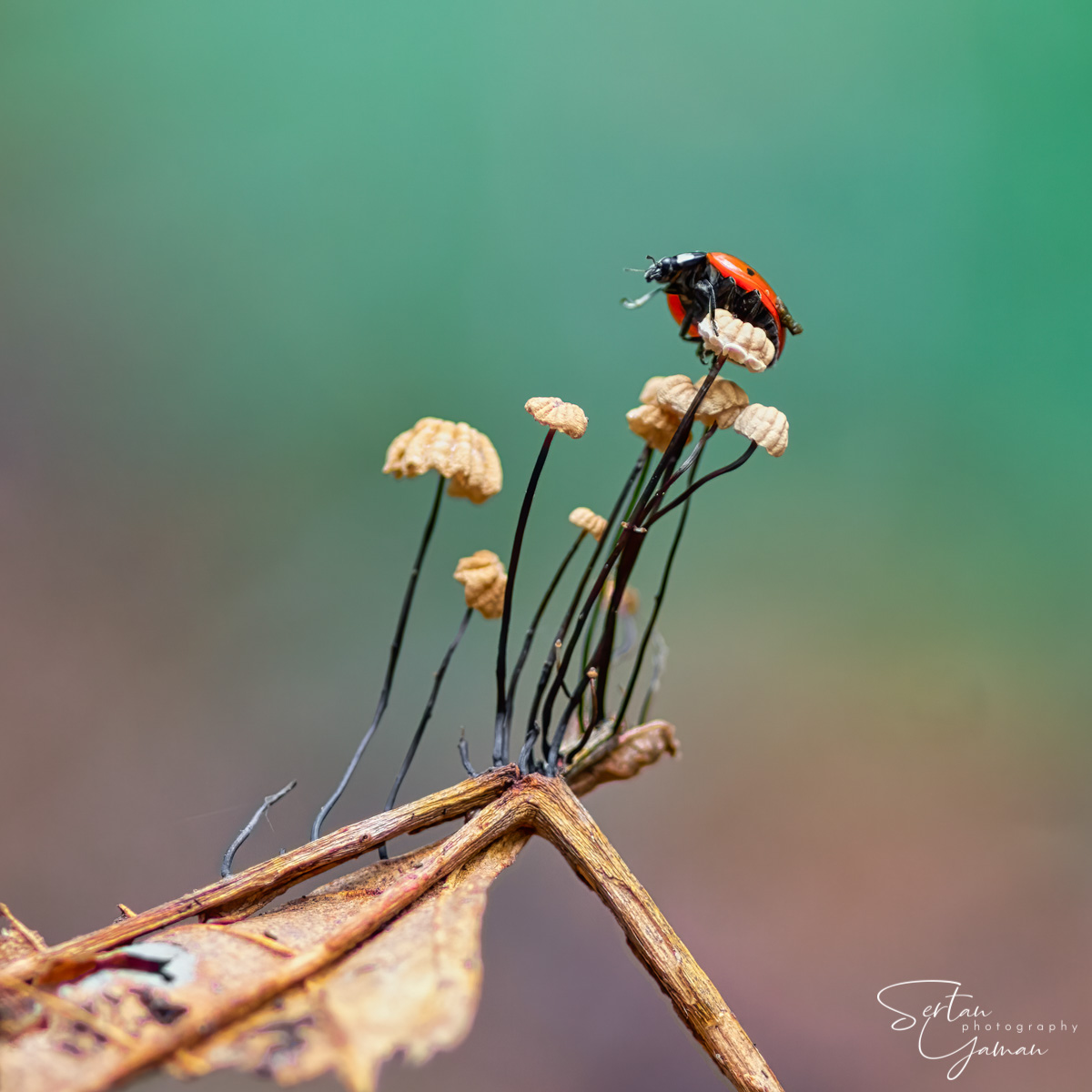 Marasmius capillaris leave fungi