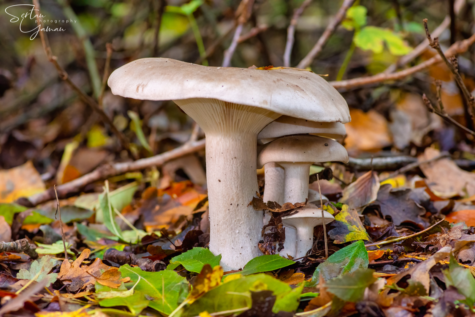 Autumn mushrooms