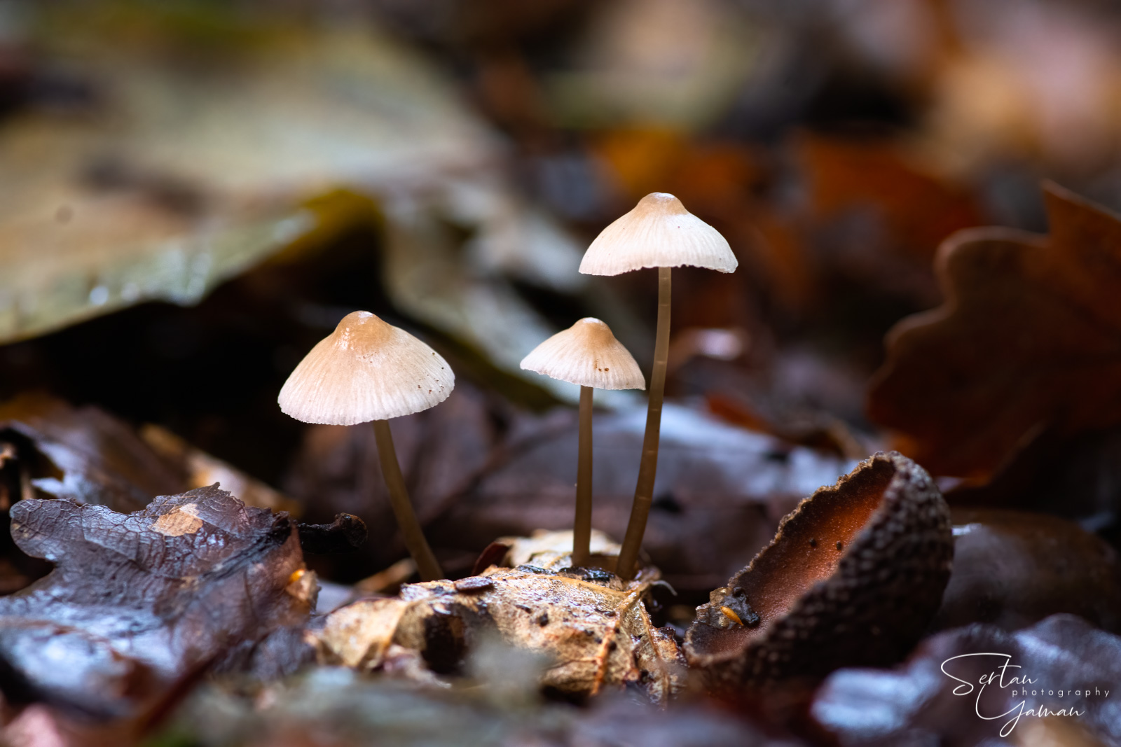 Autumn mushrooms