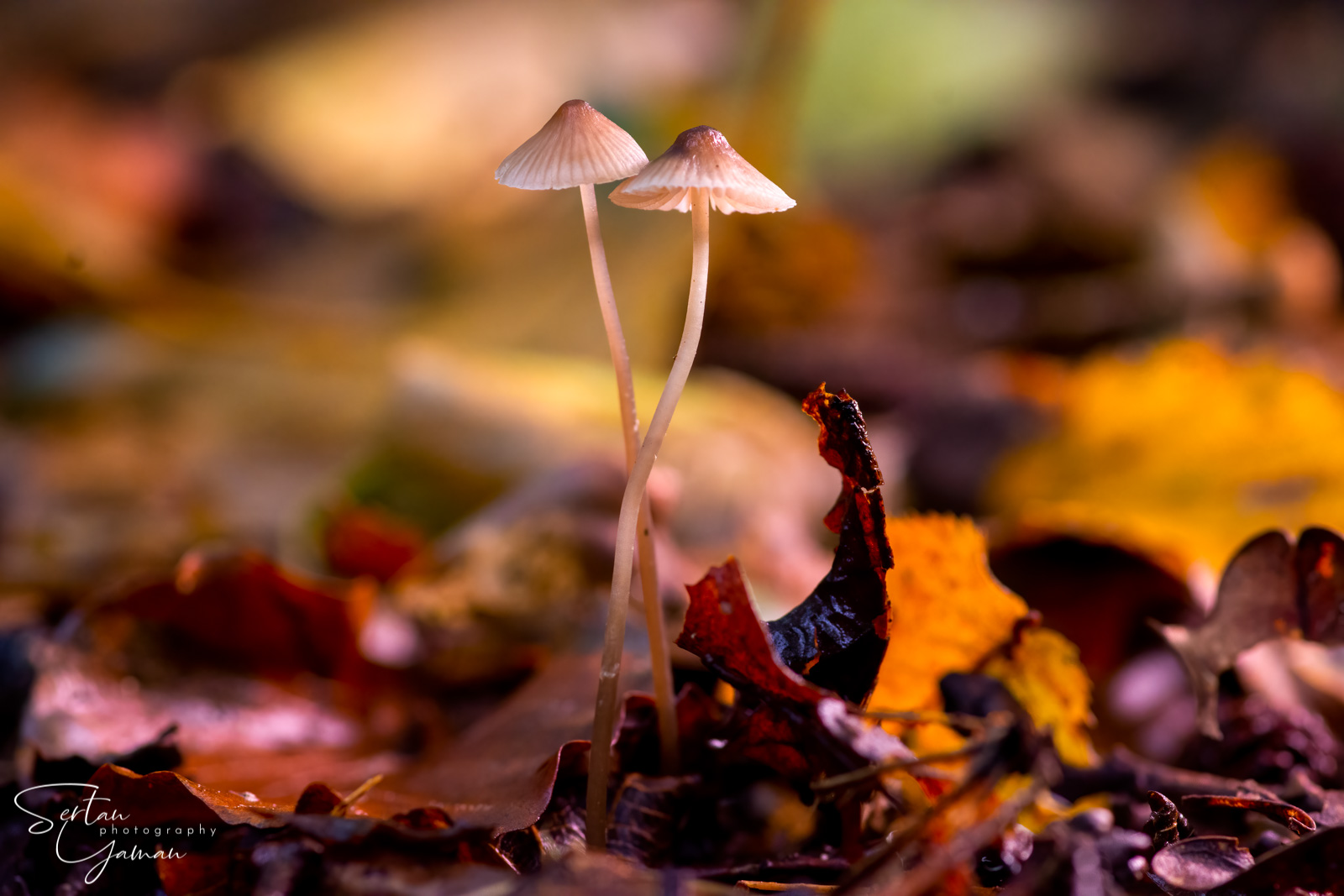 Autumn mushrooms