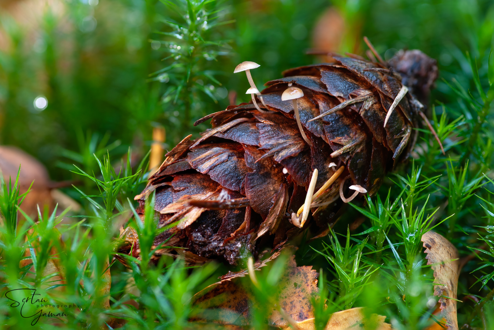 Pinecone mushrooms