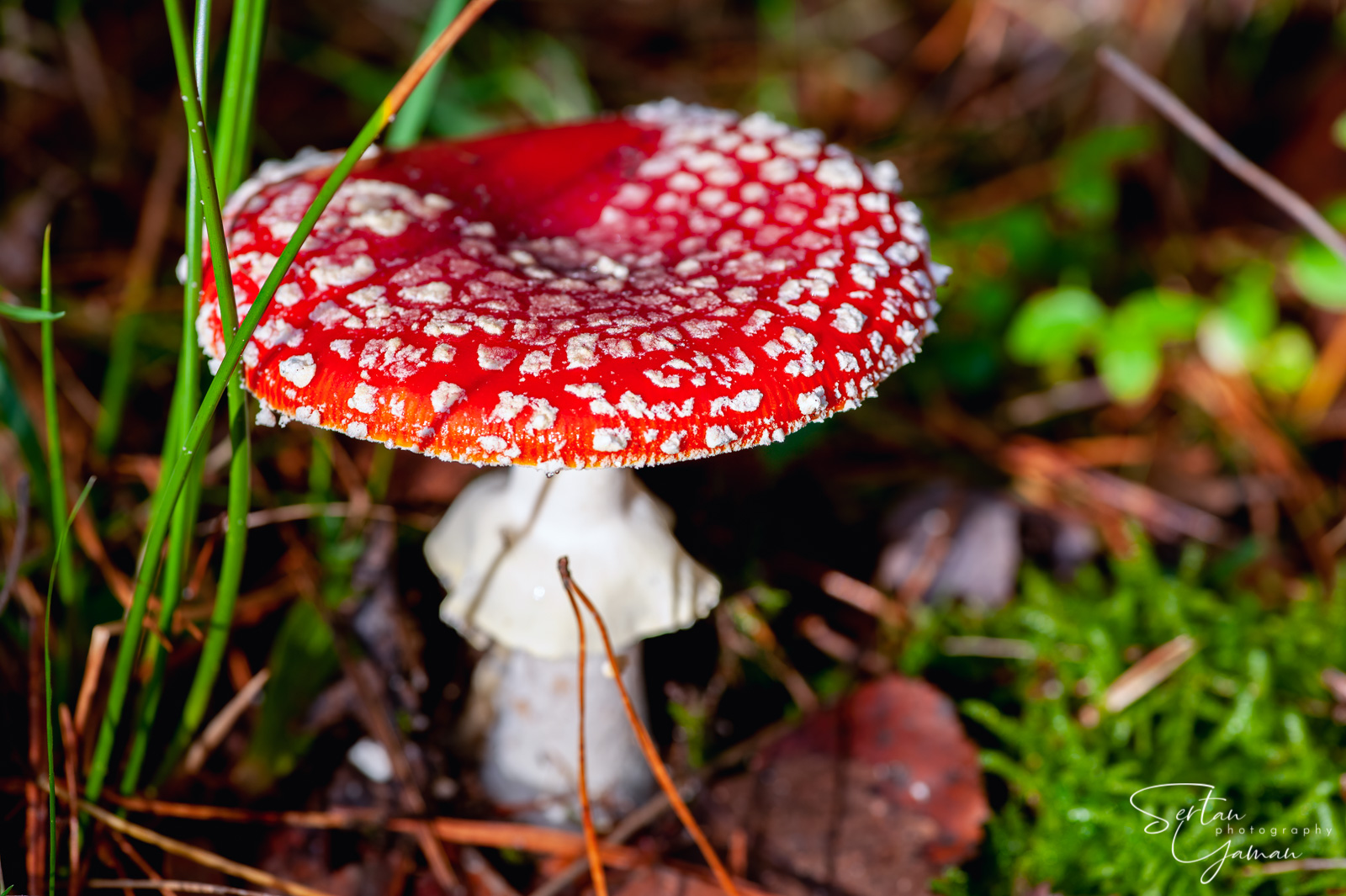 Amanita muscaria mushroom