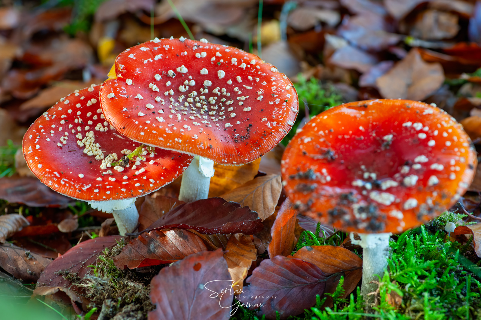 Amanita muscaria mushrooms