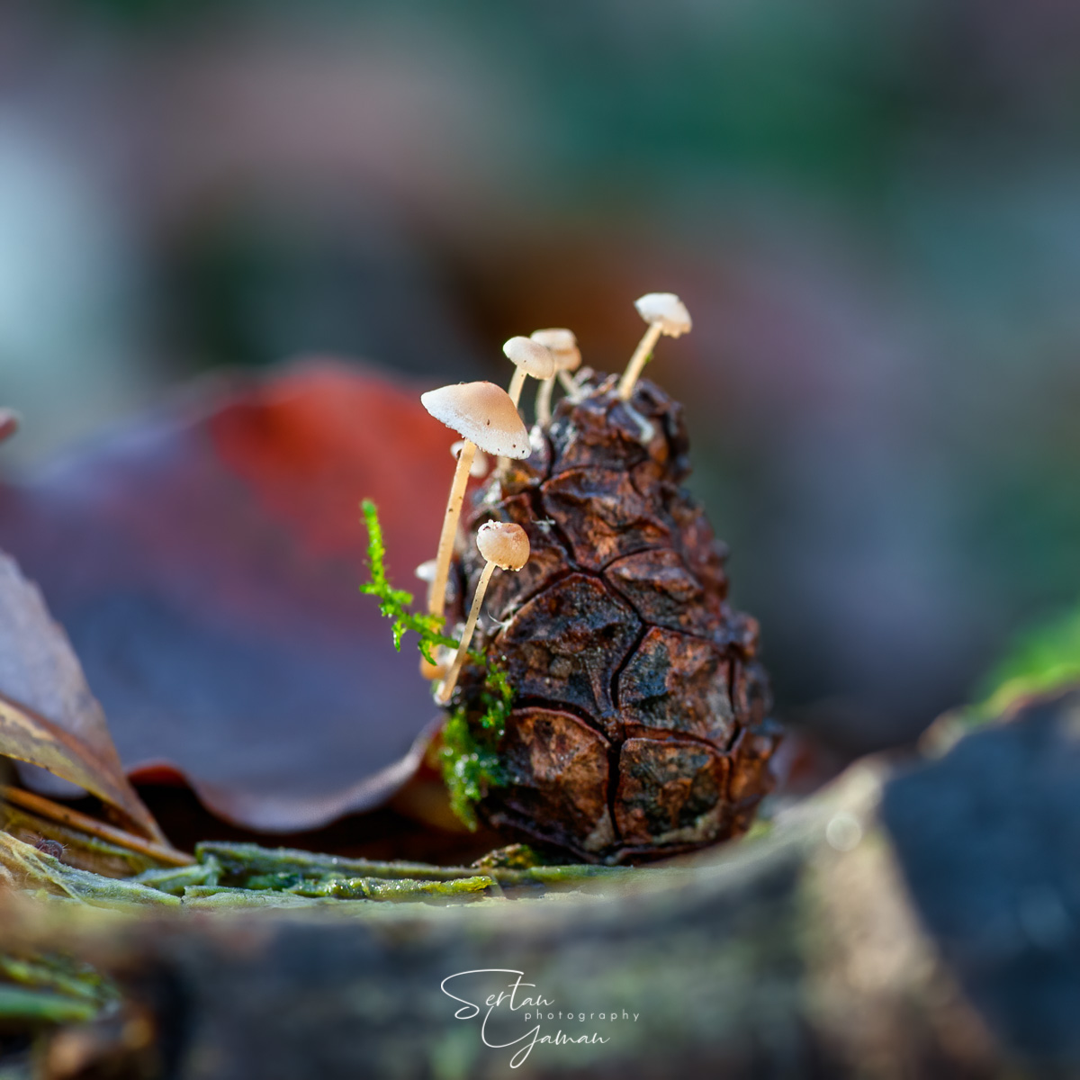 Pinecone mushrooms