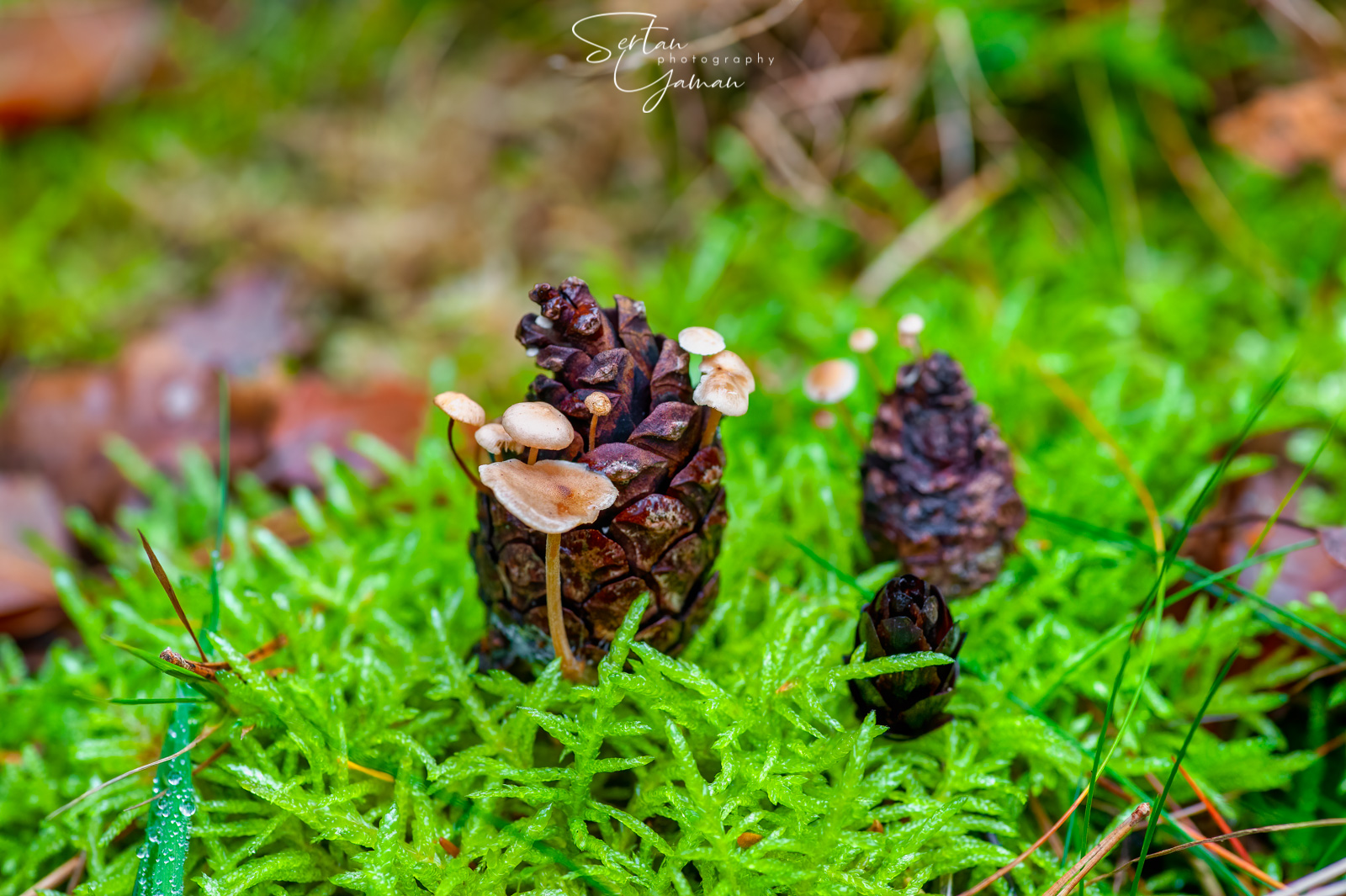Pinecone mushrooms
