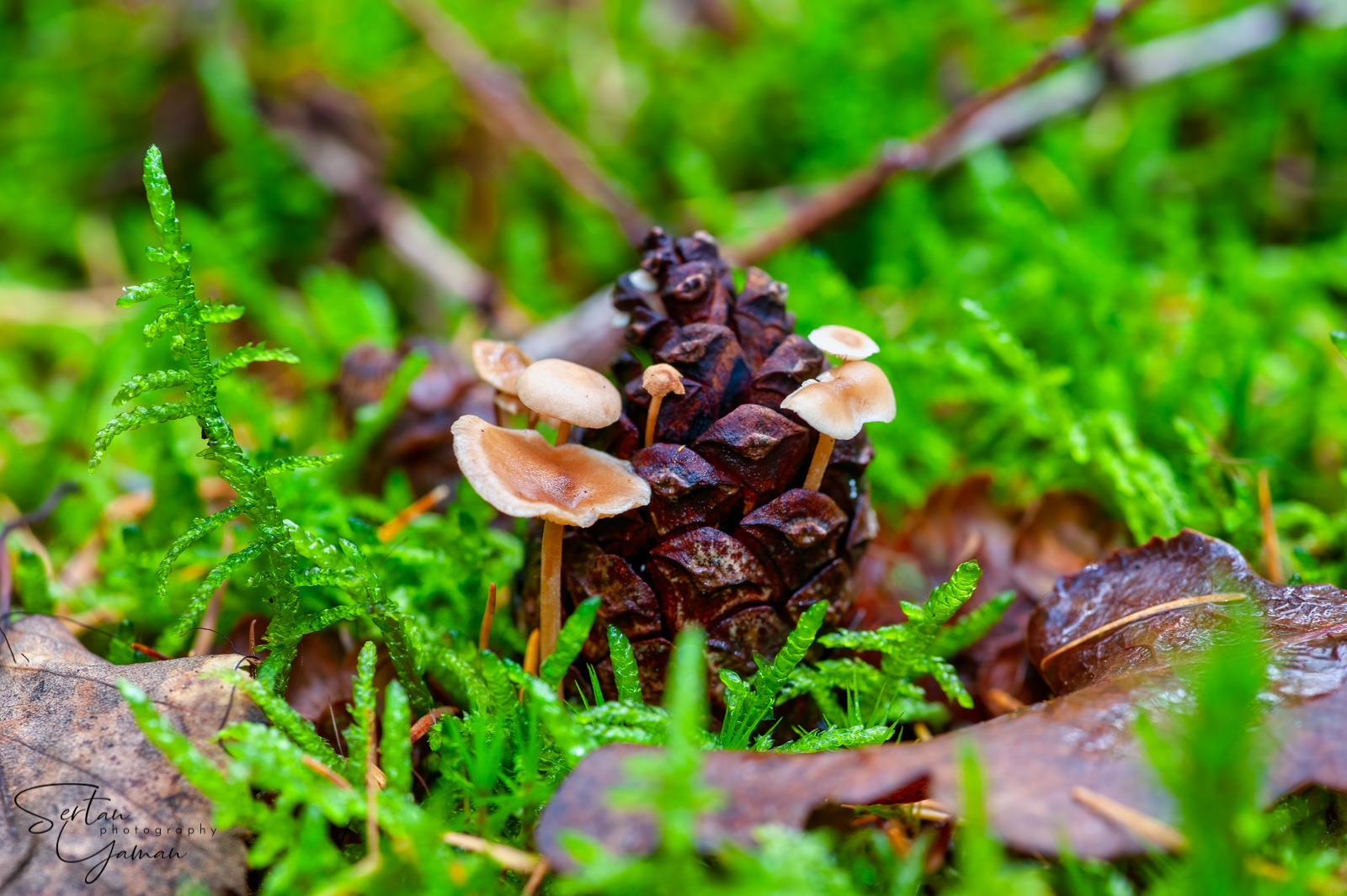 Pinecone mushrooms