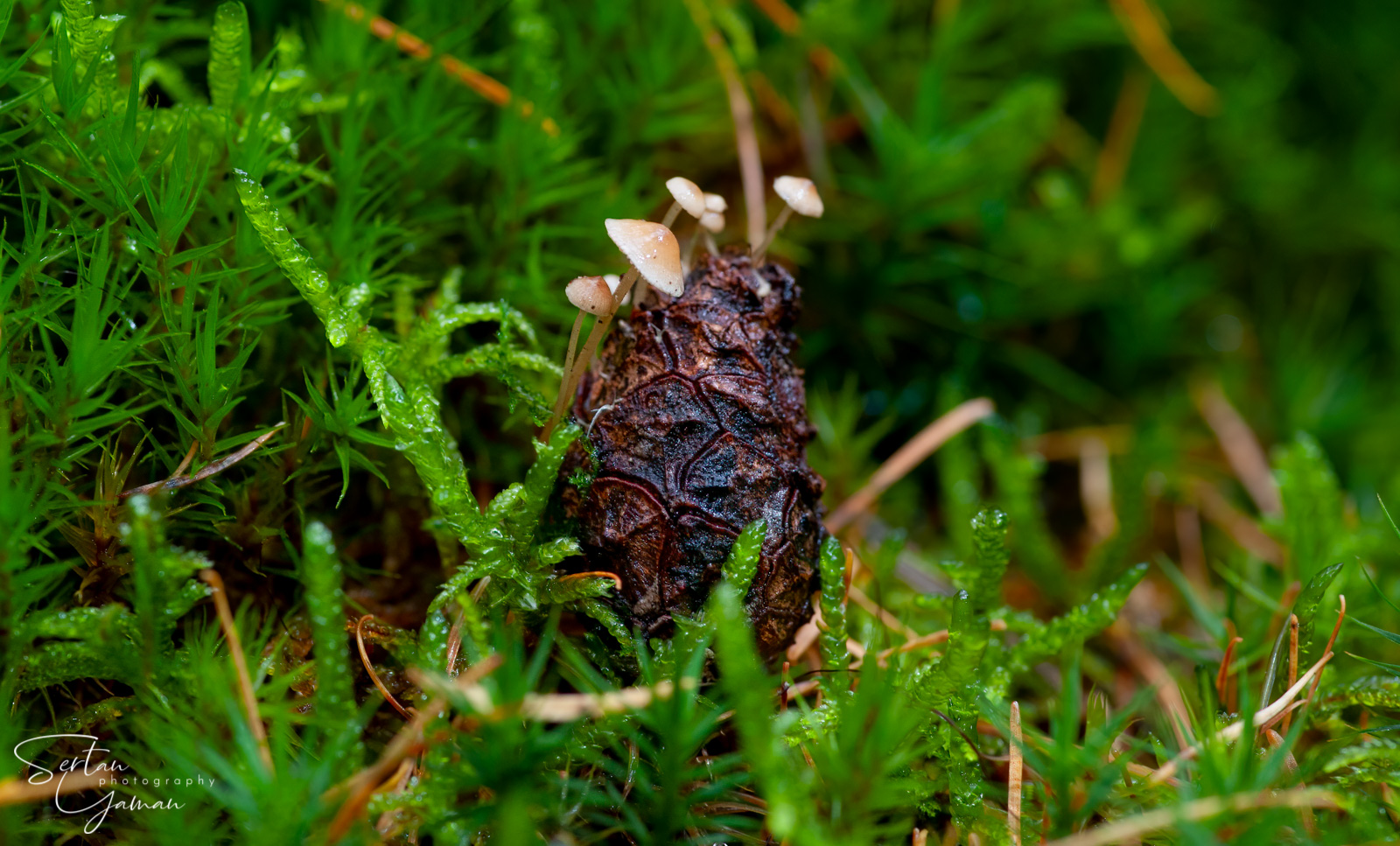 Pinecone mushrooms