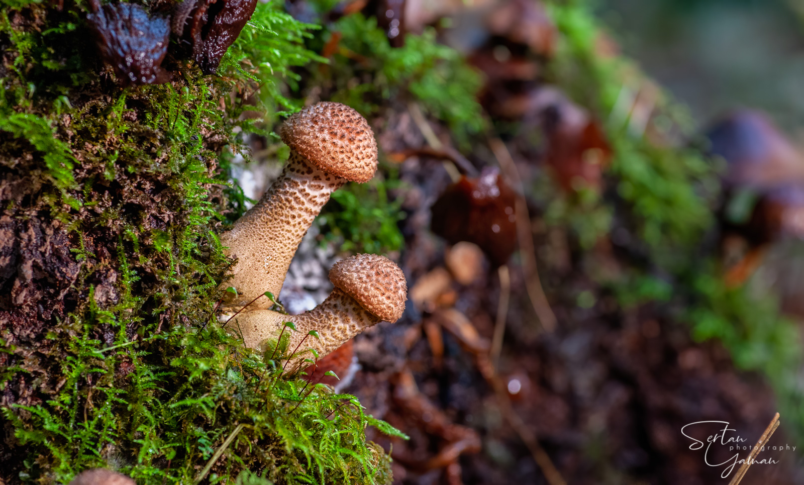 Autumn mushrooms