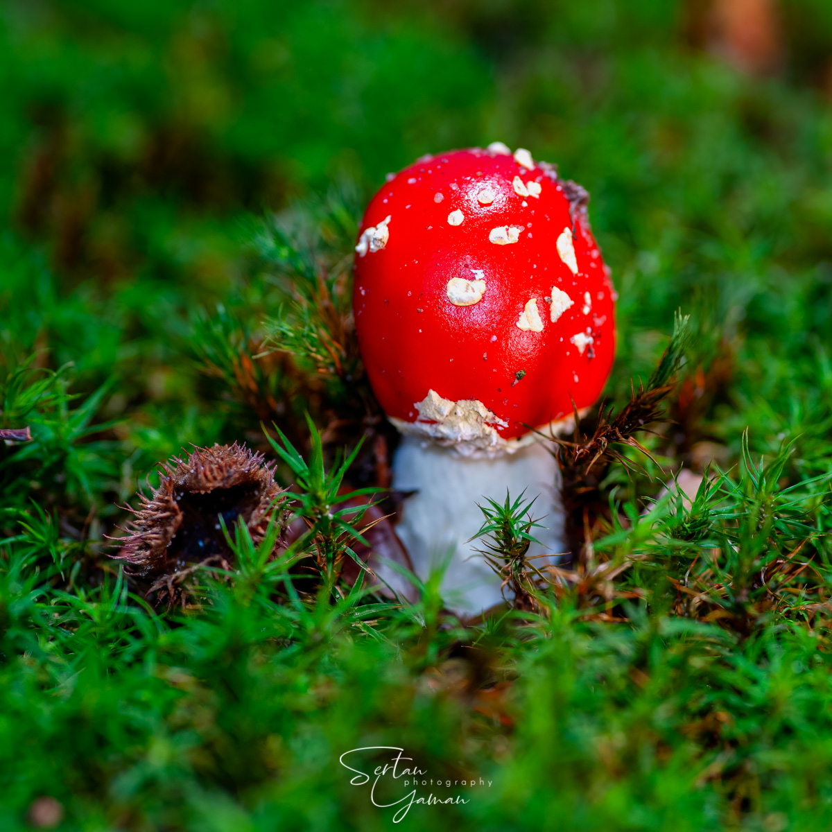 Newborn Amanita Muscaria mushroom