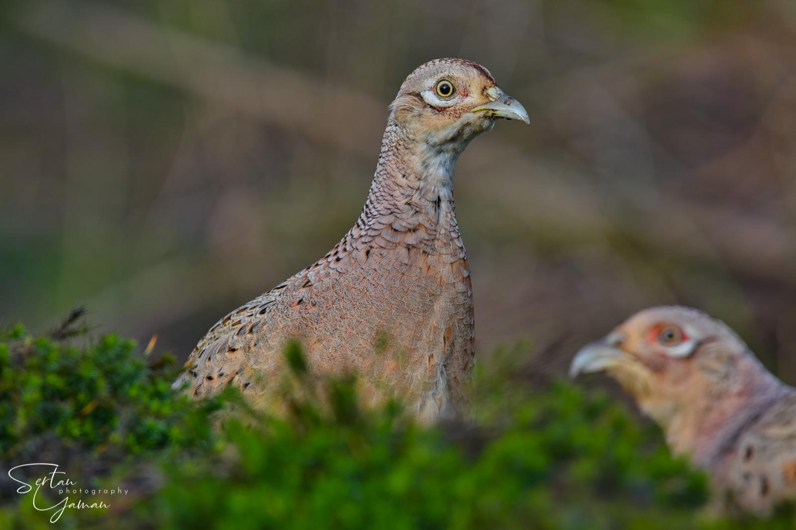 Female pheasants