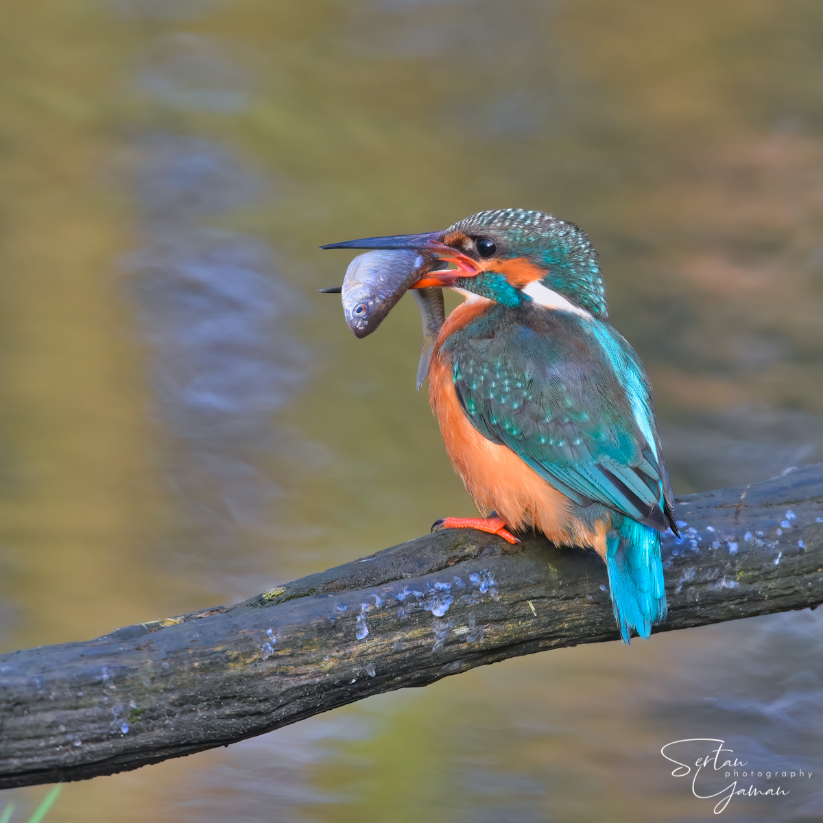 Eurasian kingfisher
