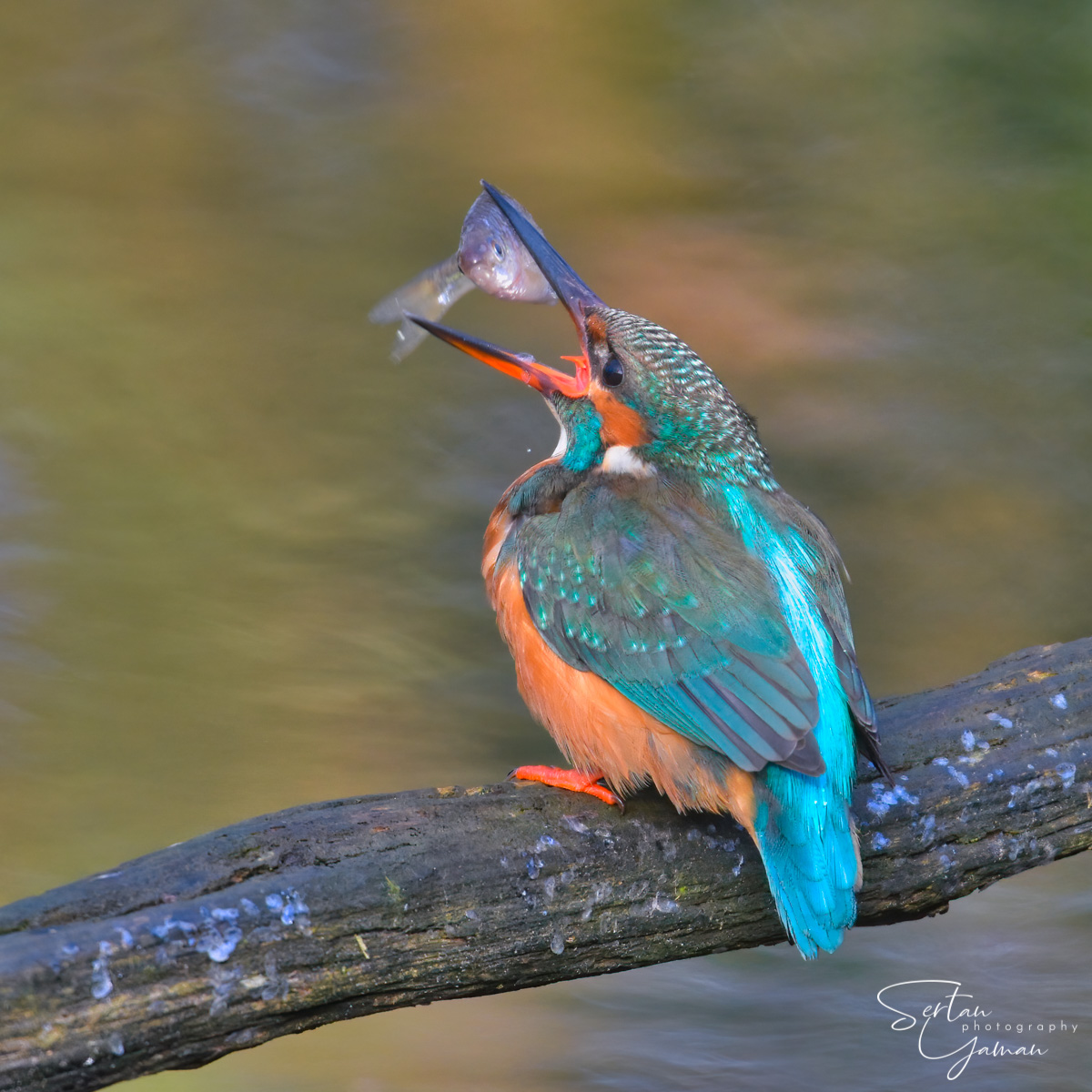 Eurasian kingfisher