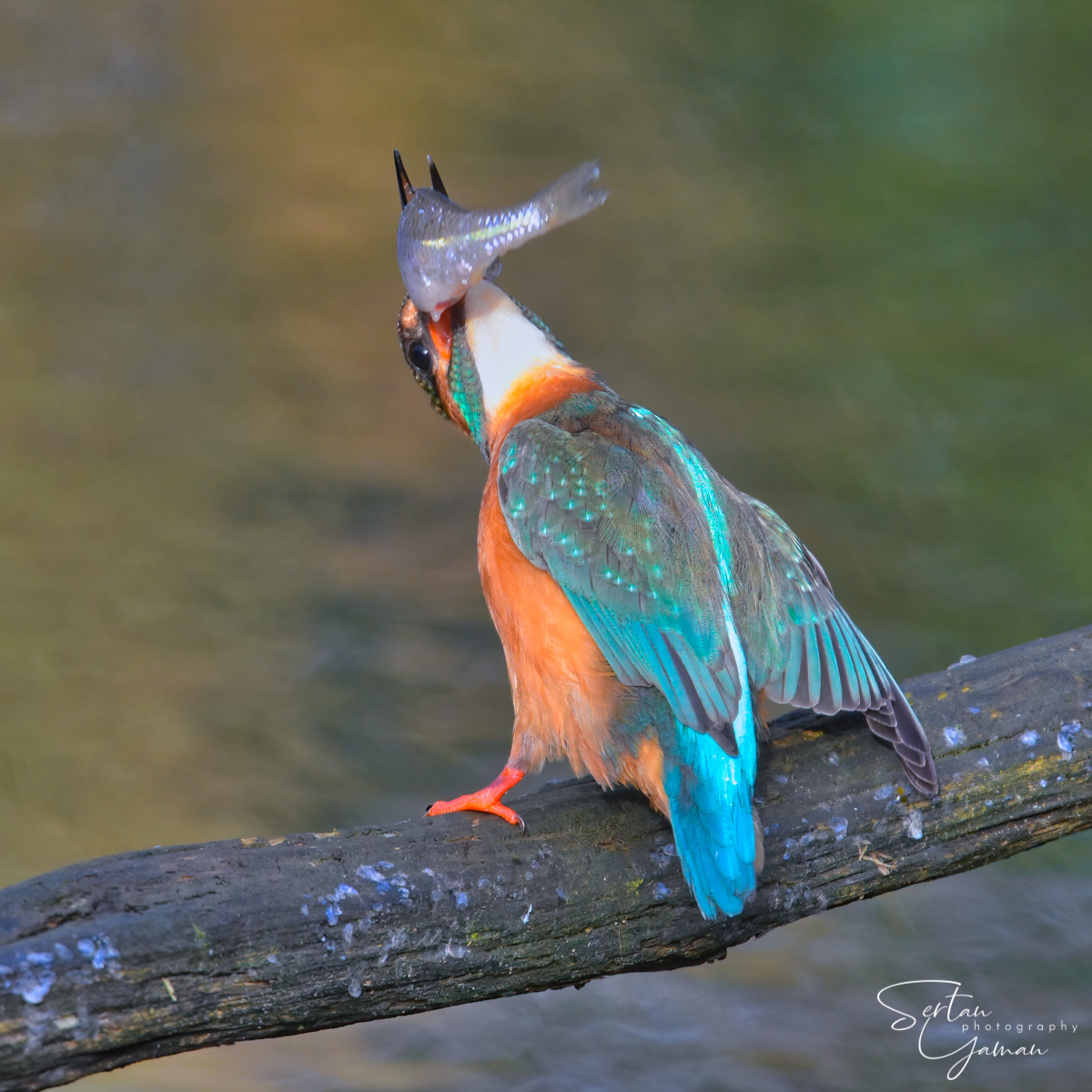 Eurasian kingfisher
