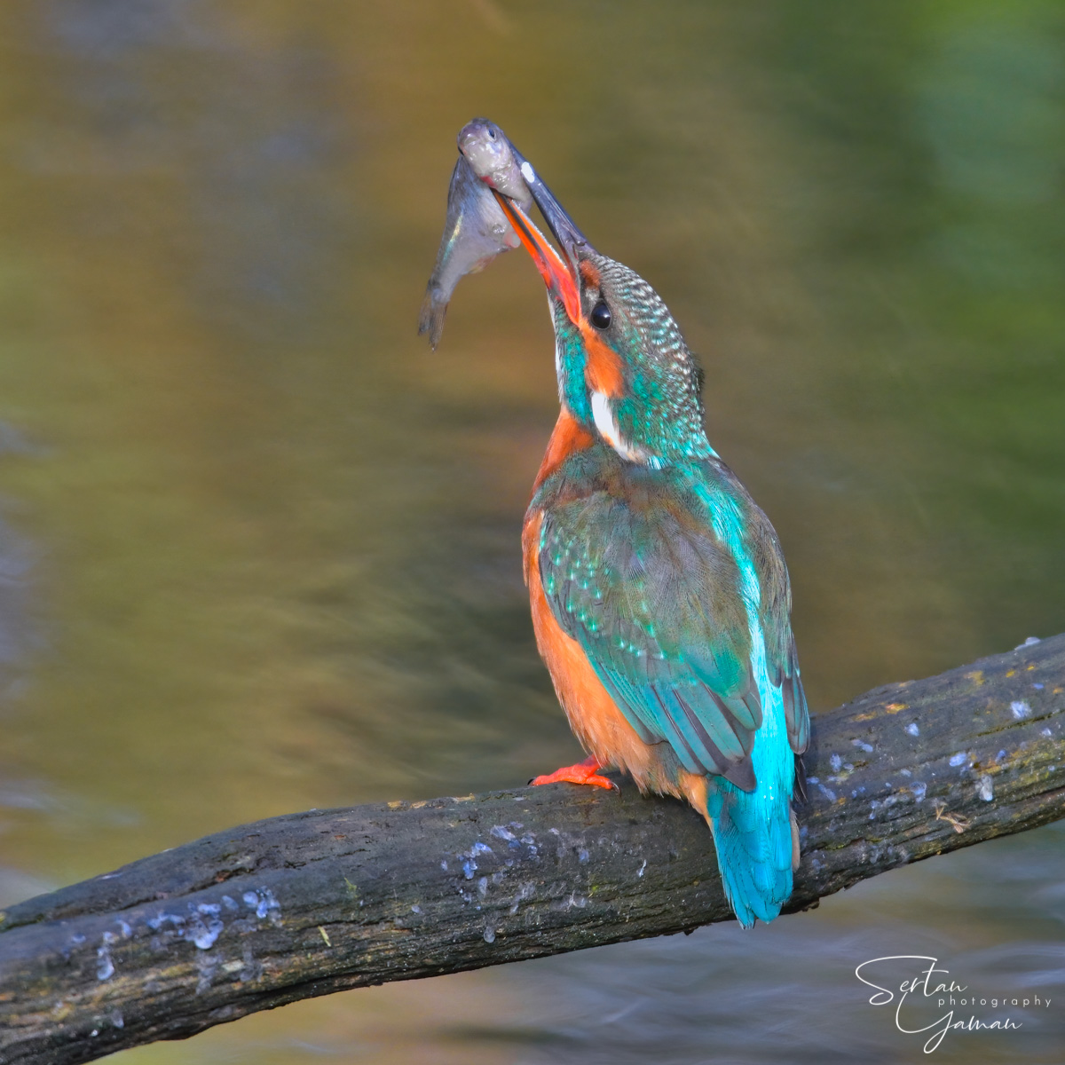 Eurasian kingfisher