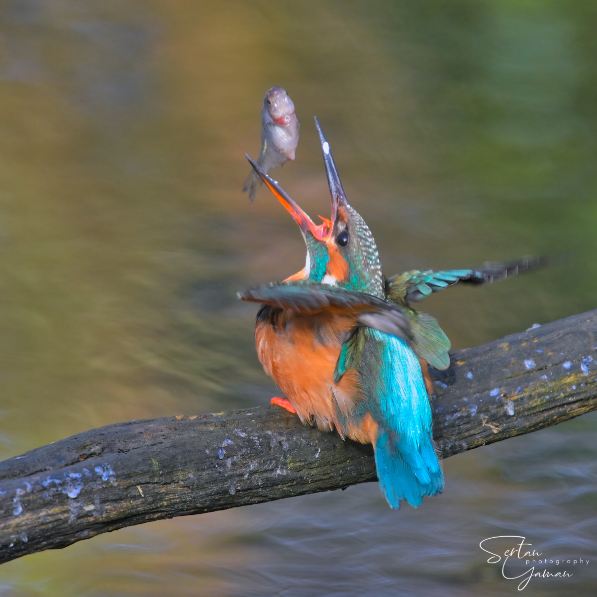 Eurasian kingfisher