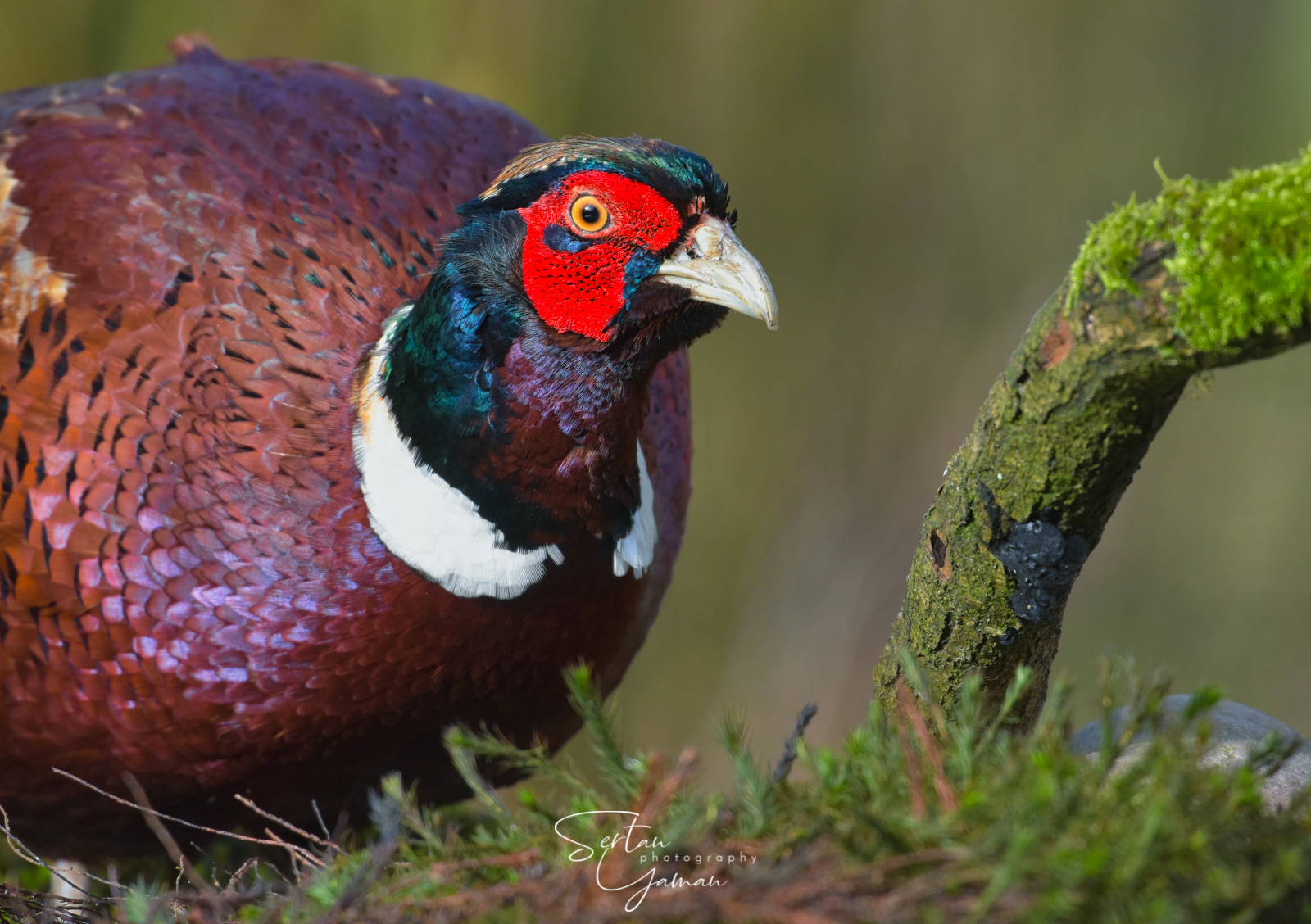 Male pheasant in summer colors