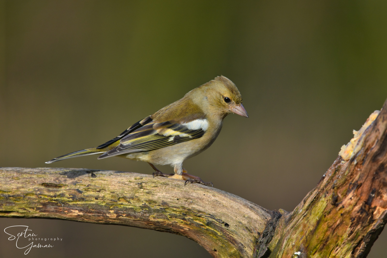 Finch